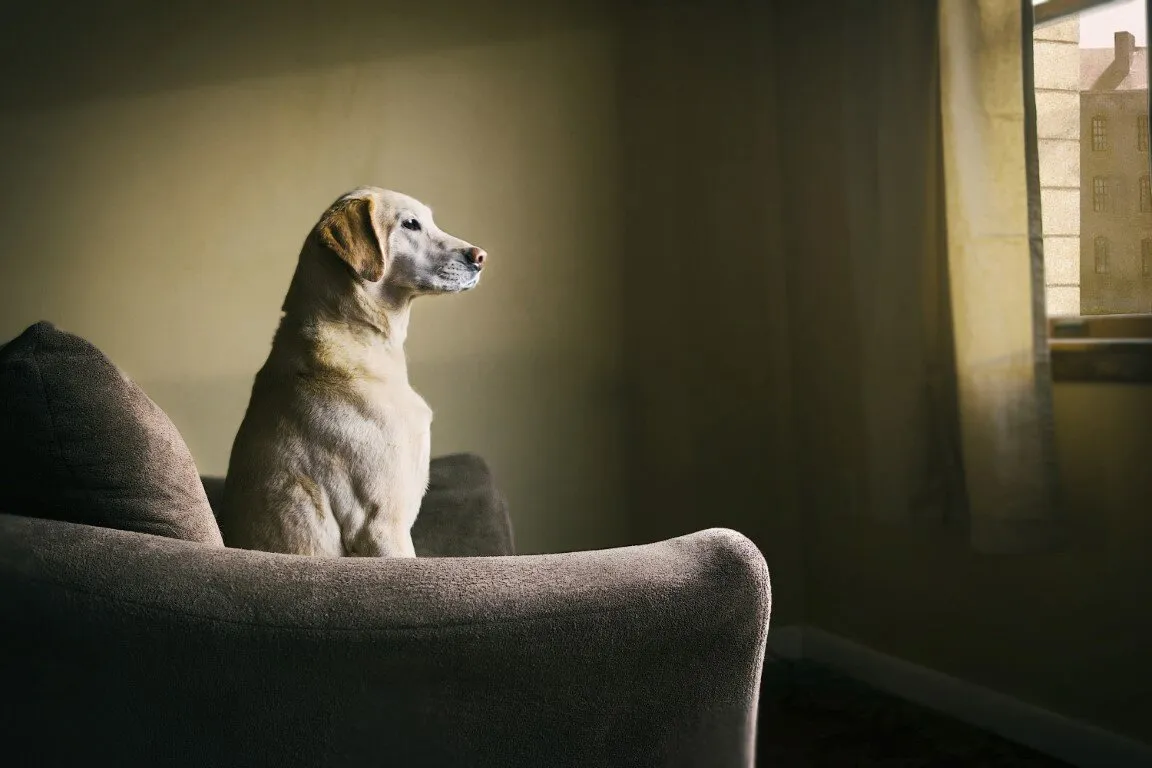 Hopper Dog