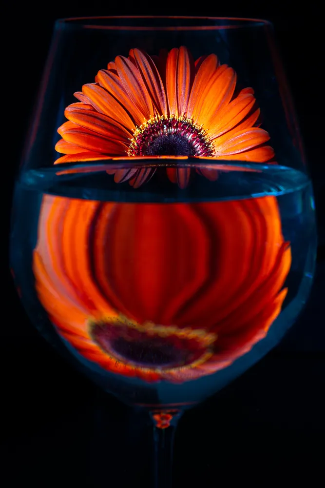 Gerbera and Glass