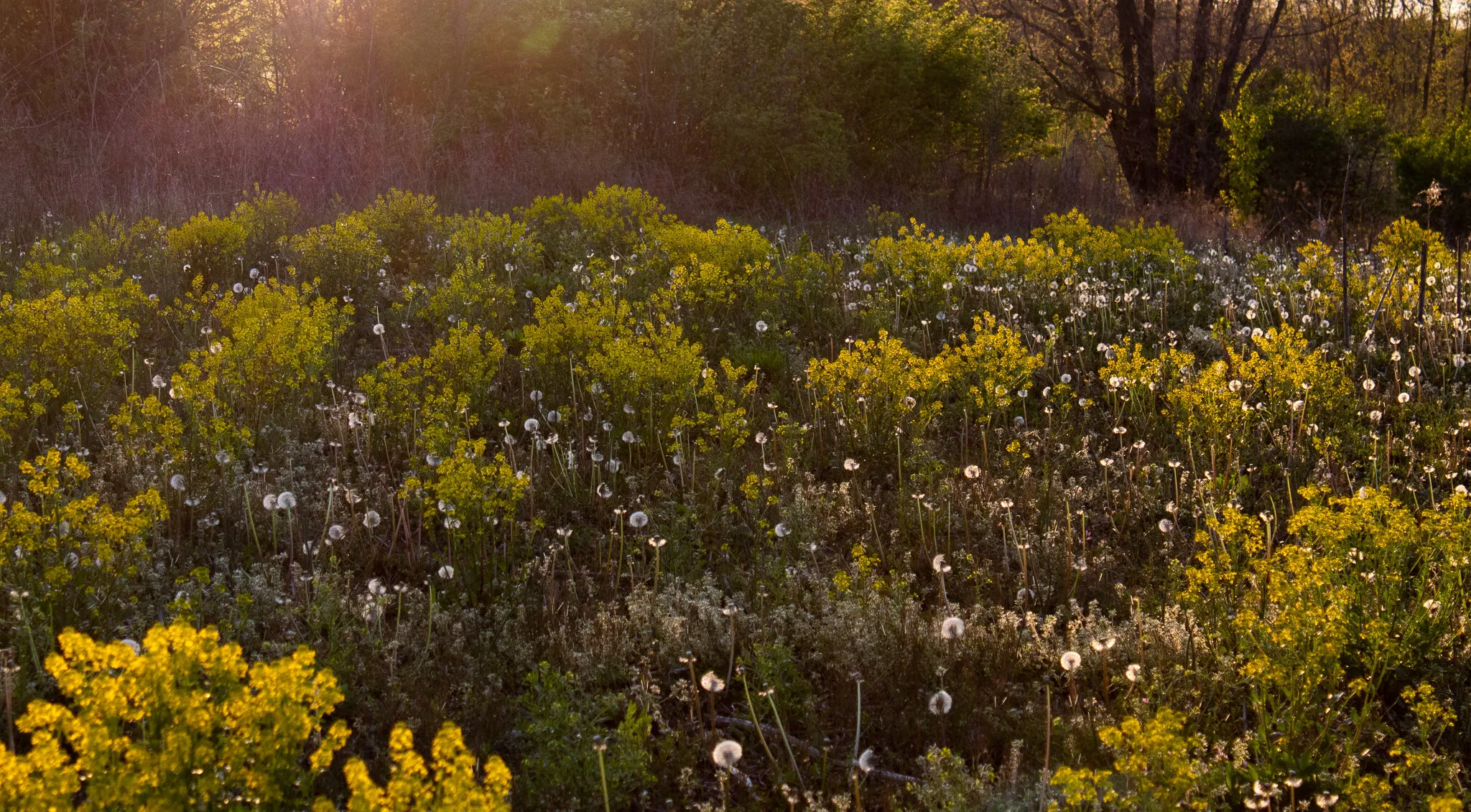 I'm in a Field of Dandelions