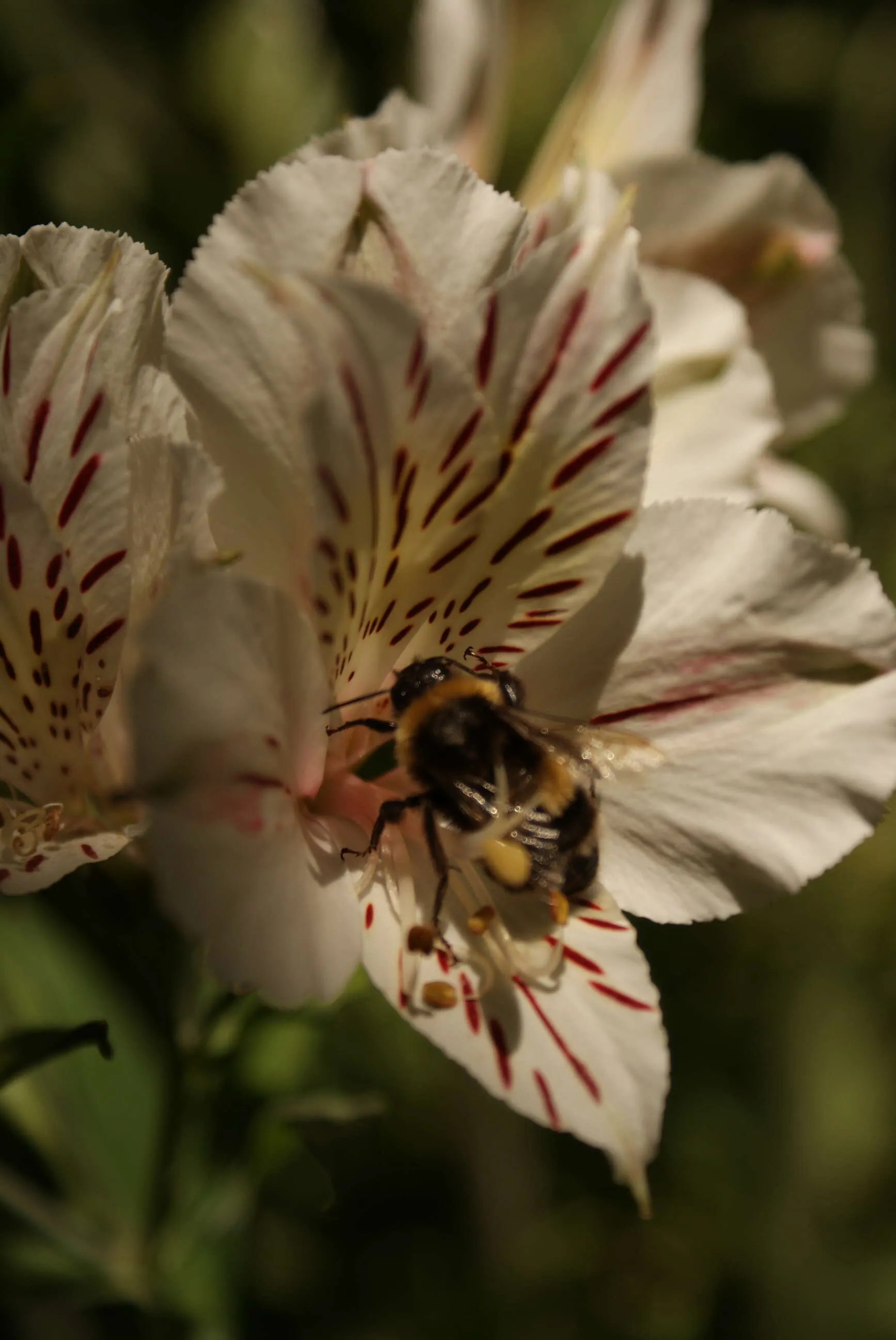 Alstroemeria