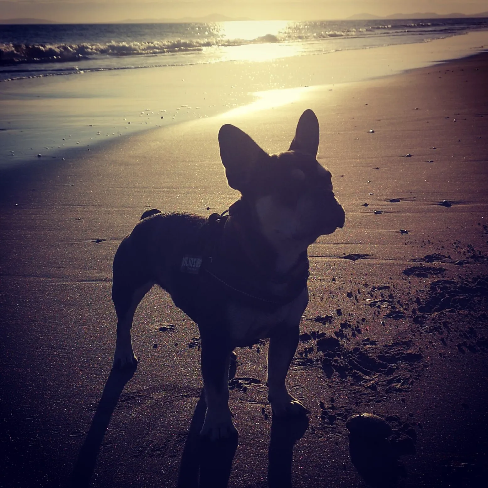 Sunset Monty