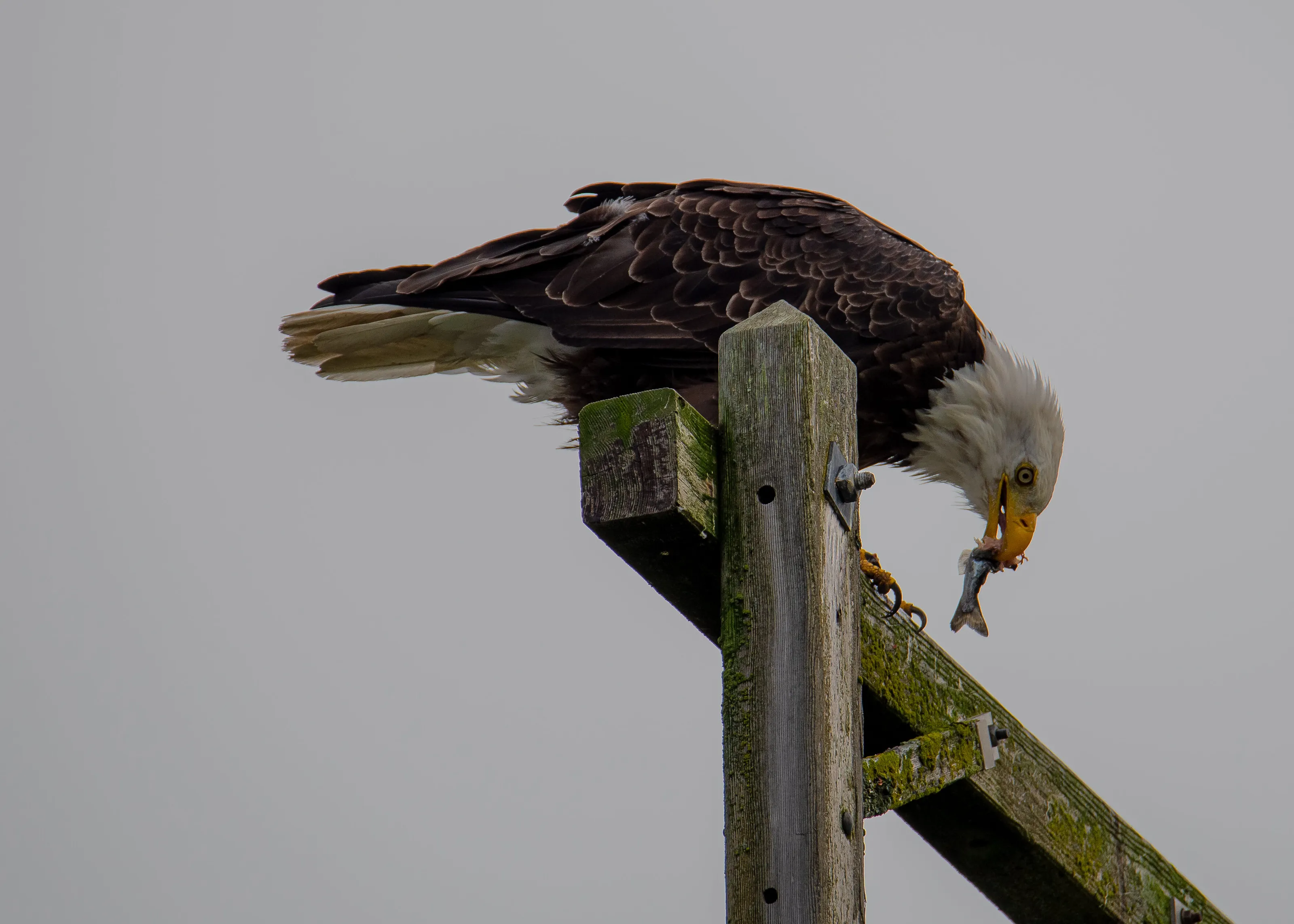 American Bald Eagle