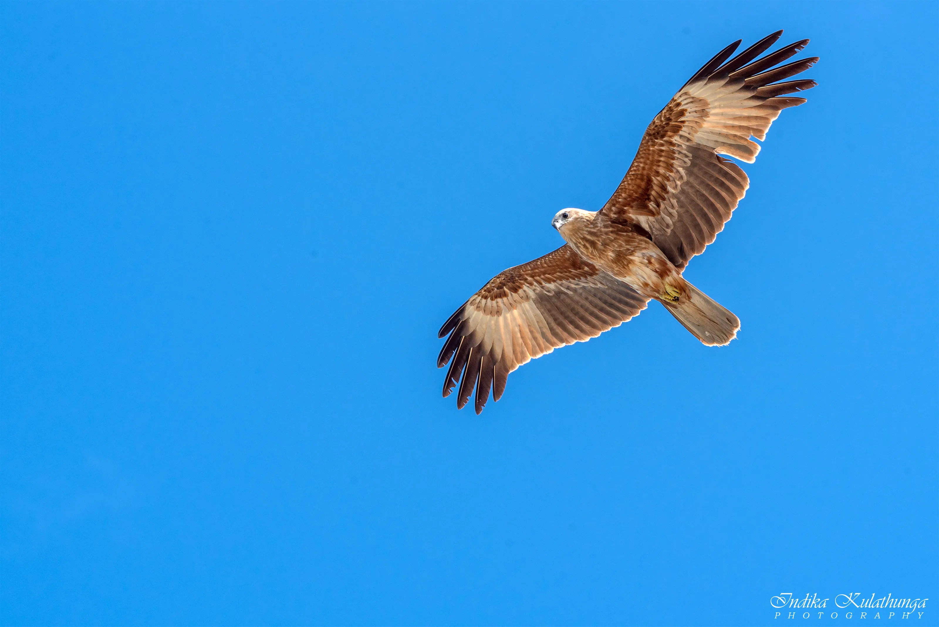 Eagle's Eye View