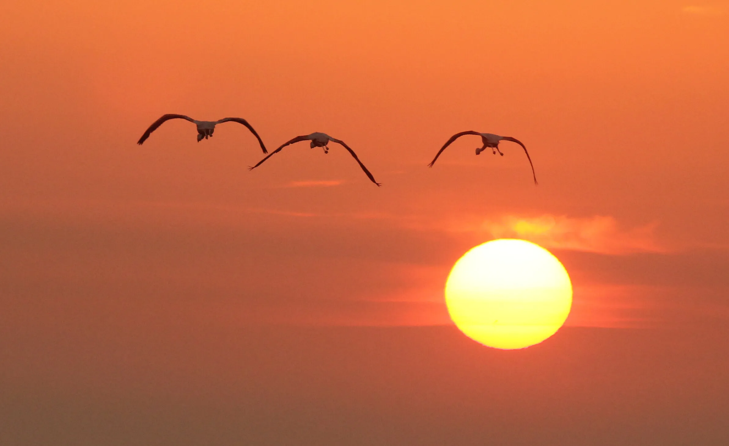 SUNSET FLY