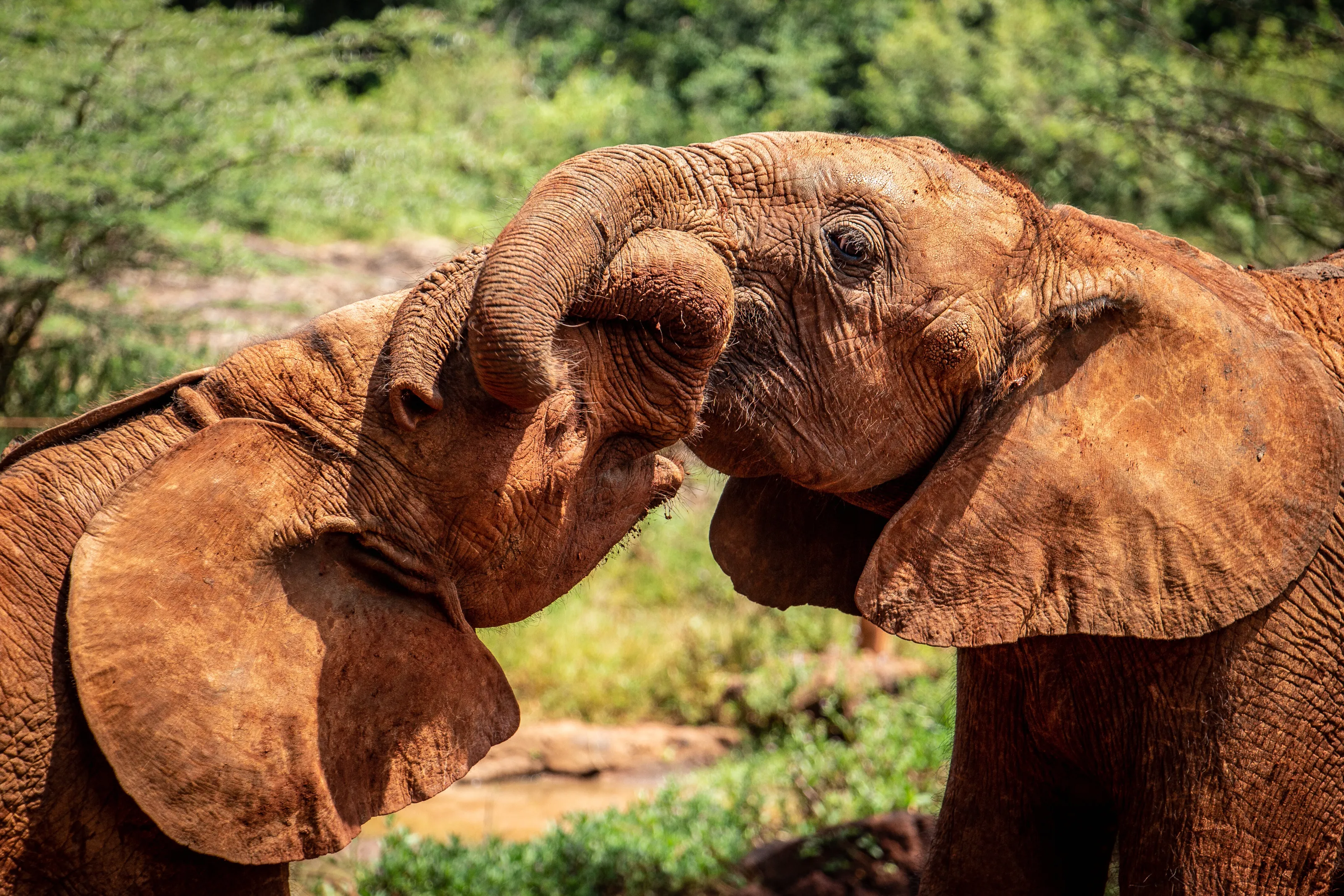 Elephant Cuddles