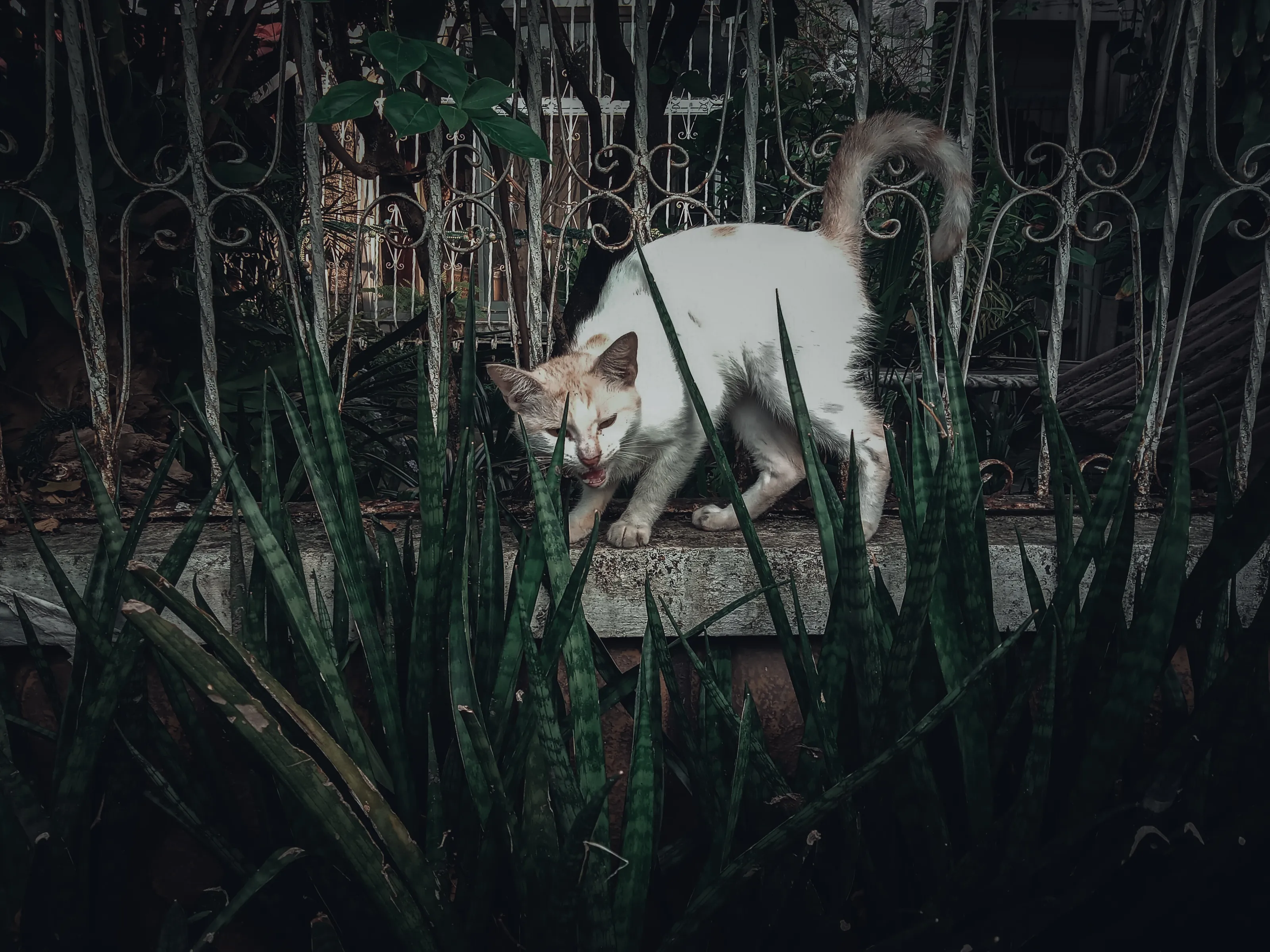 A Cat