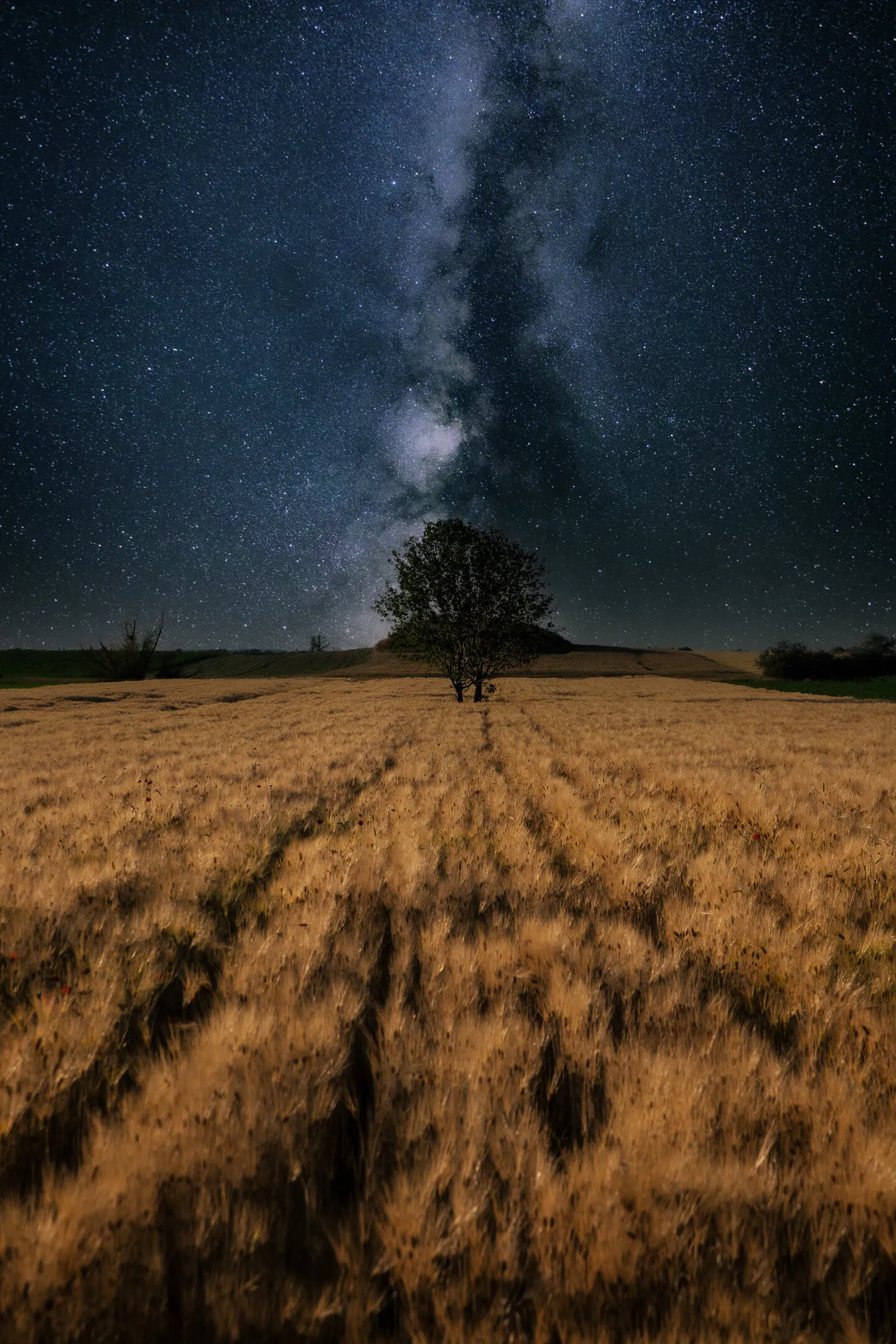 Milky way over the wheat field