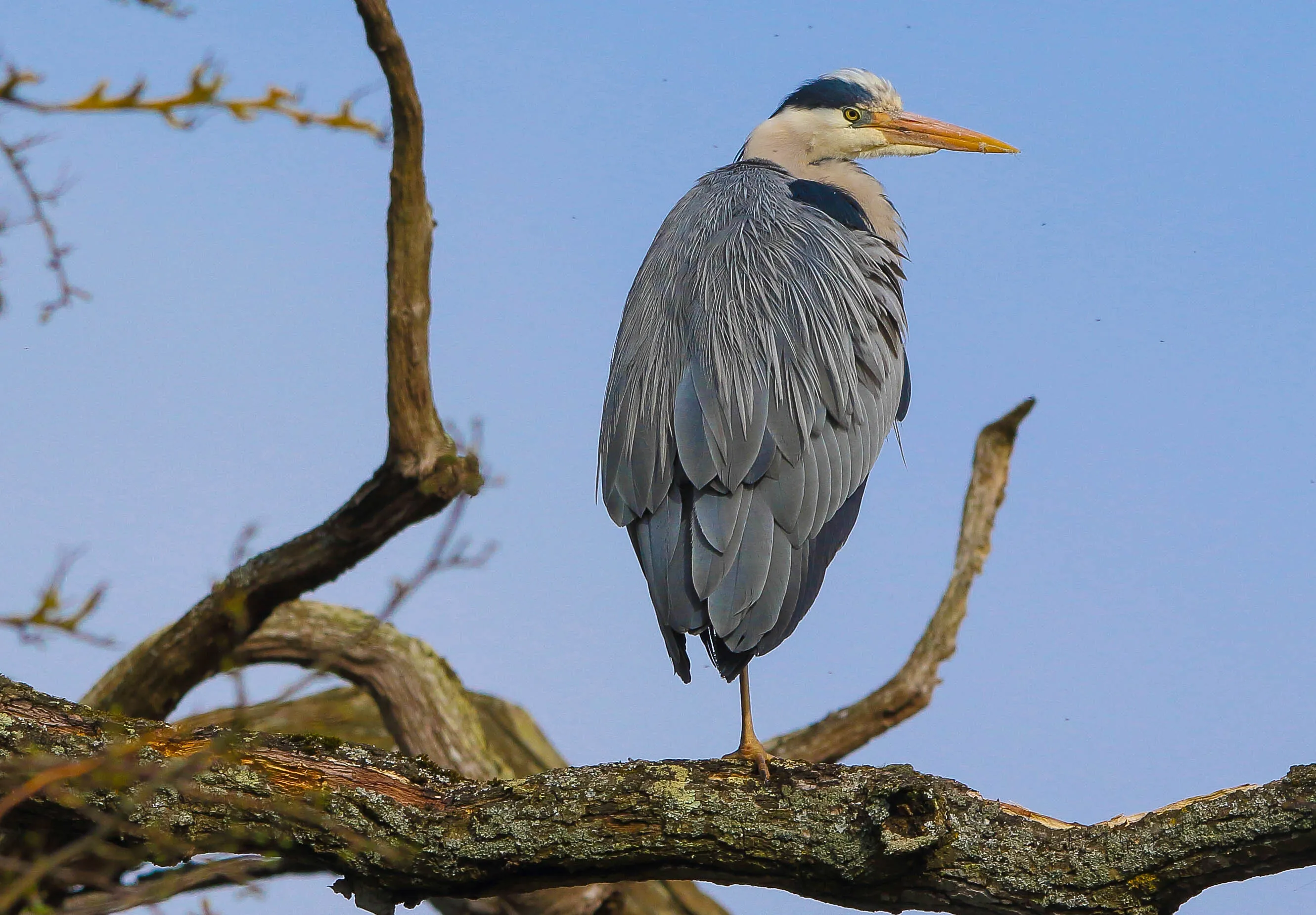 The lookout
