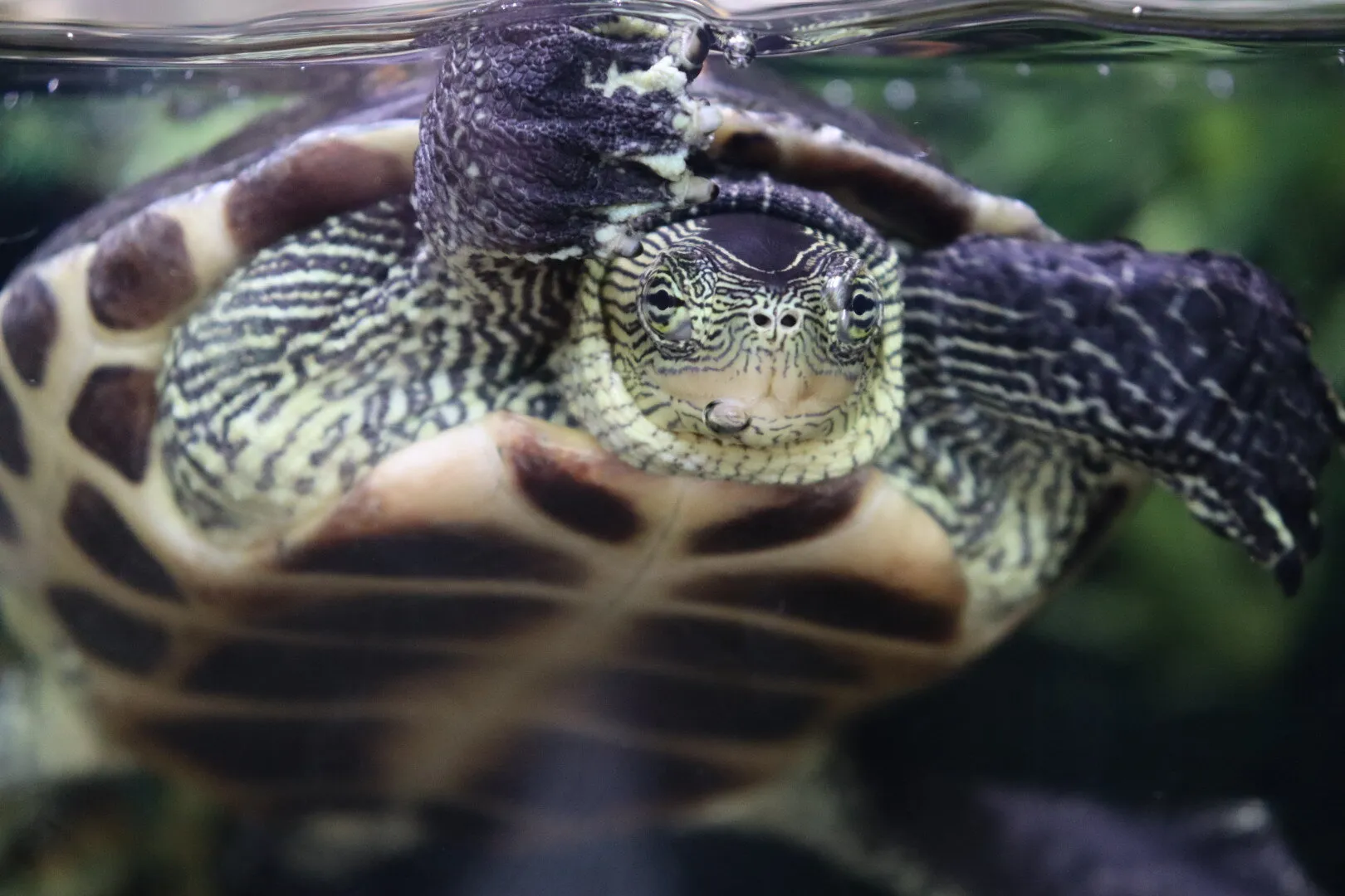 Turtle