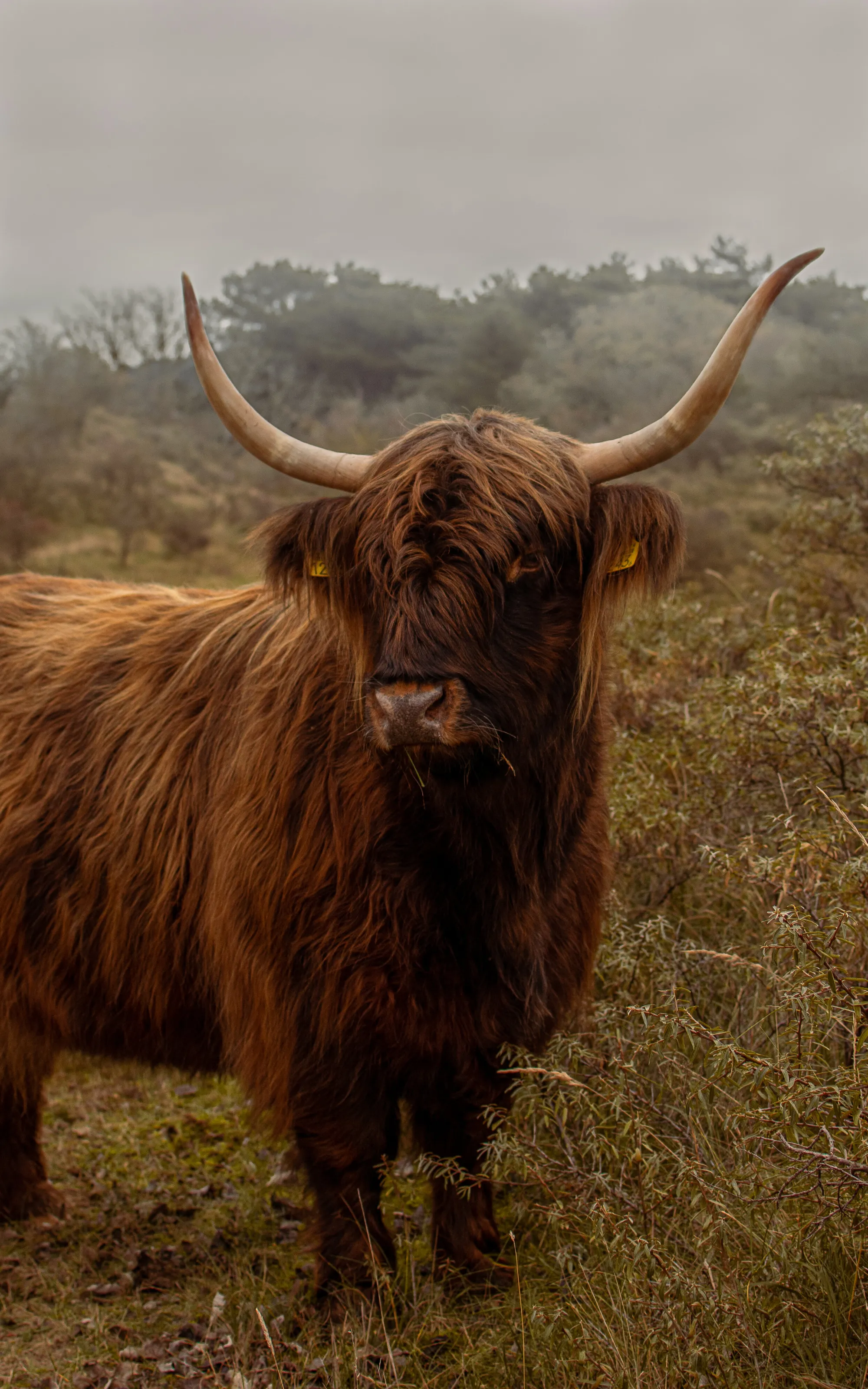highlander