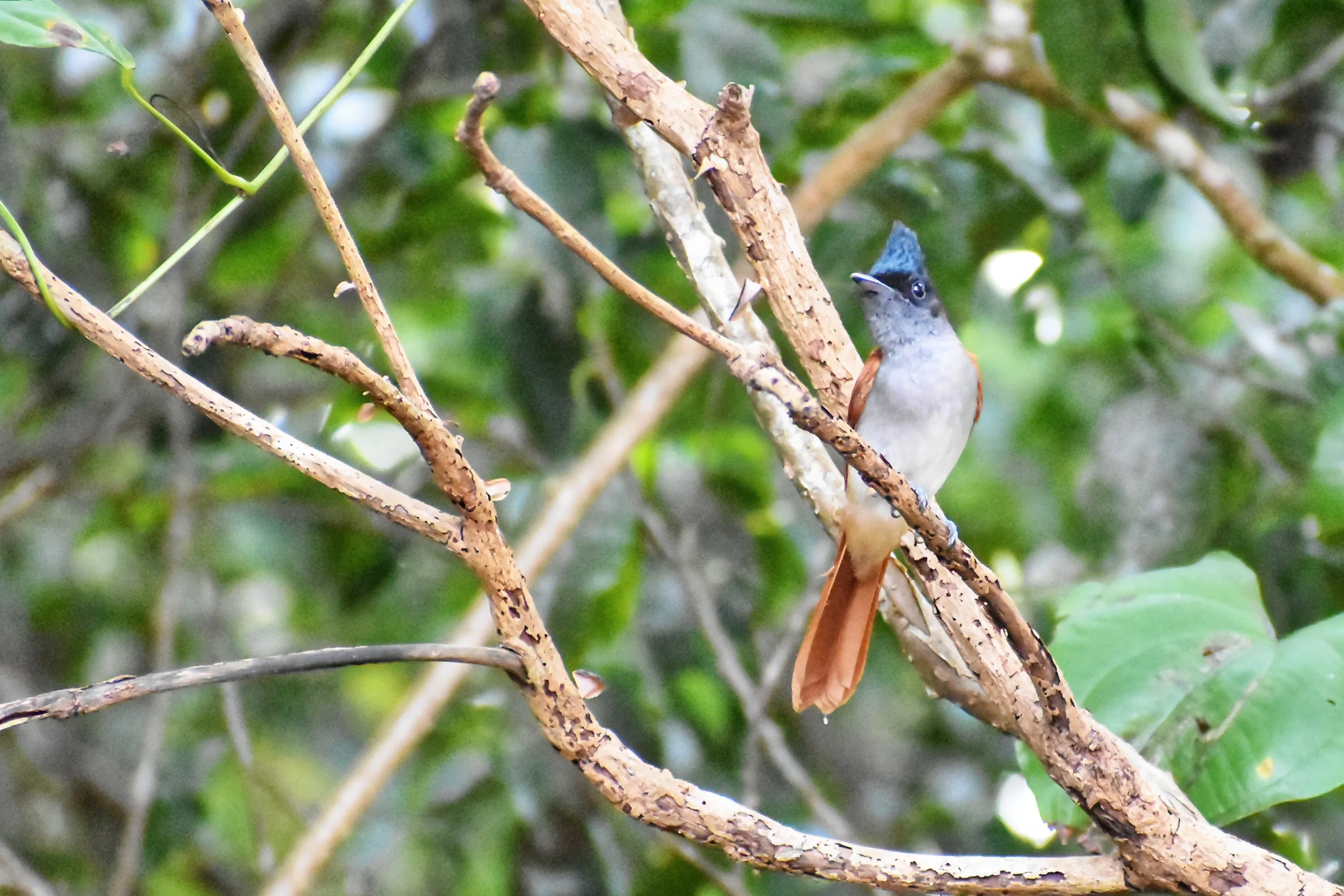 Indian Paradise Flycatcher