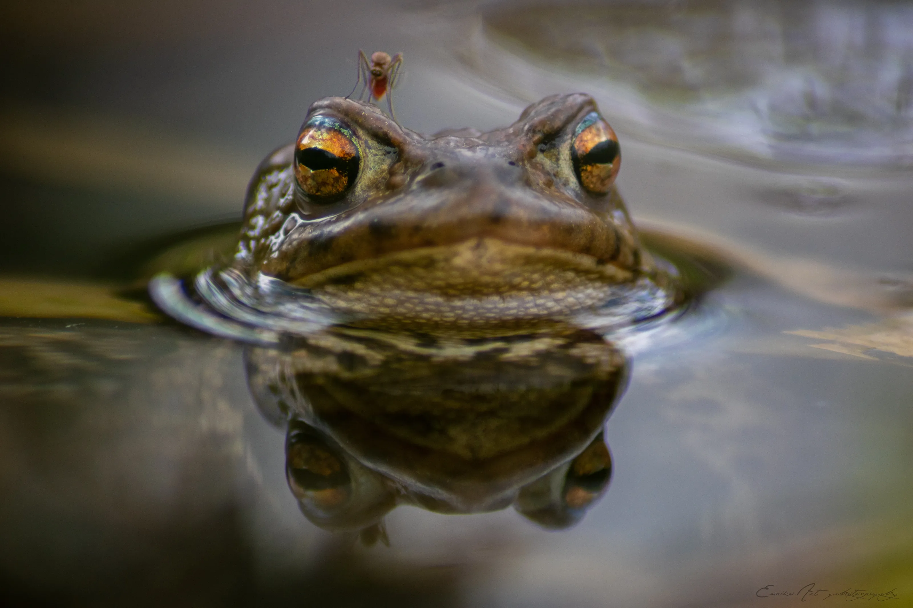 Mosquito on frog's eye