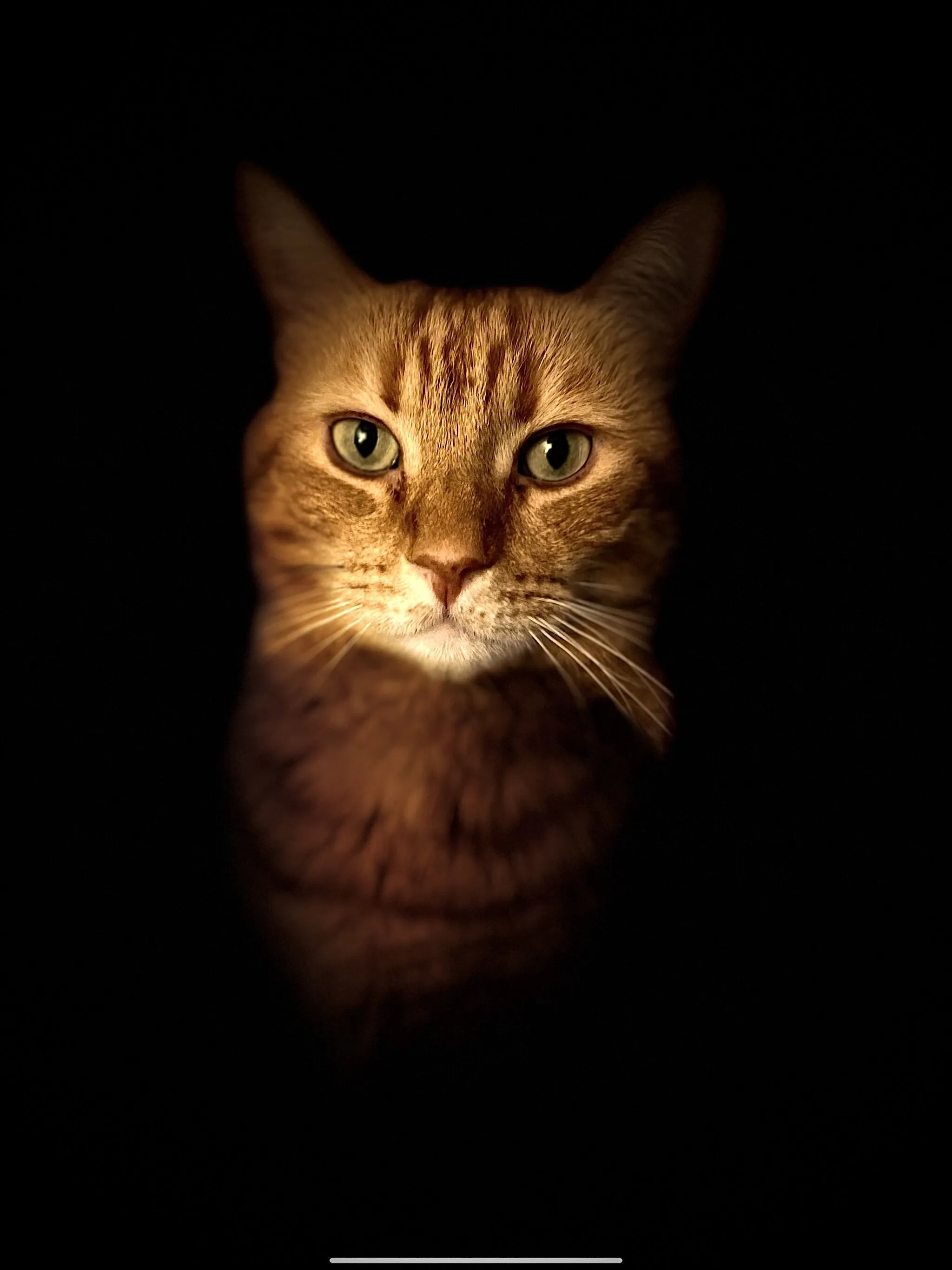 Handsome Harvey