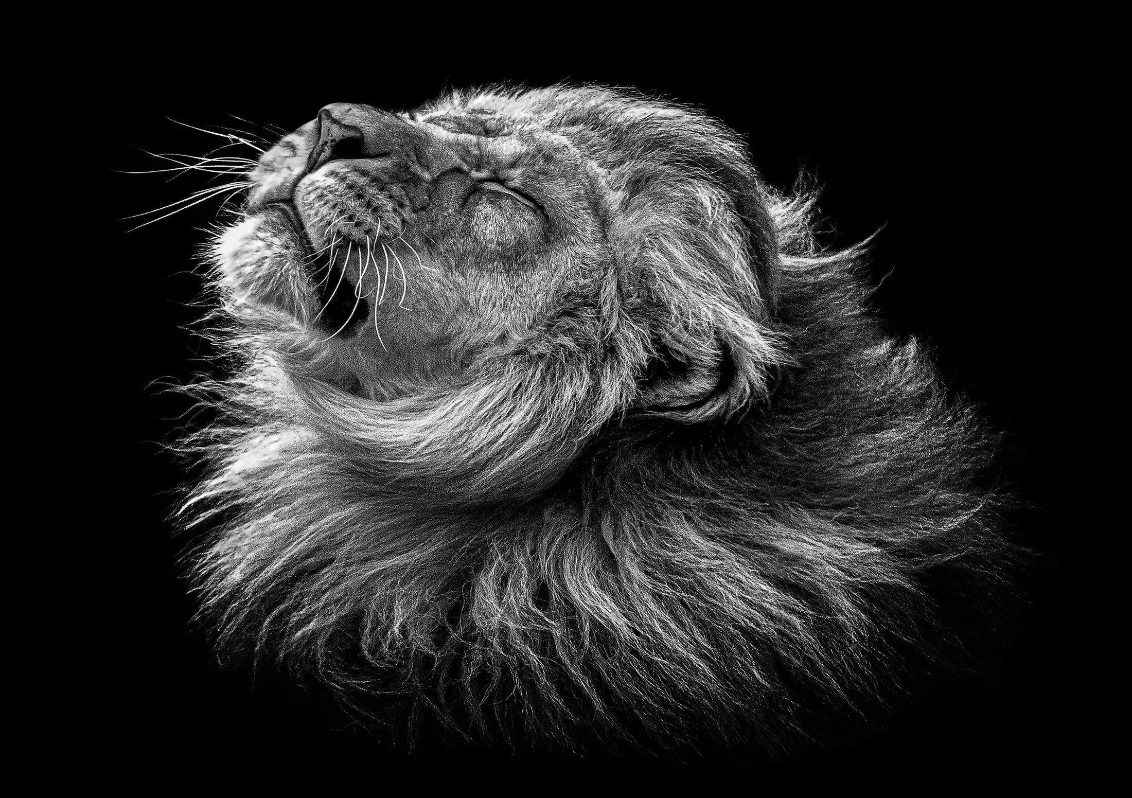 Lion Head Shake