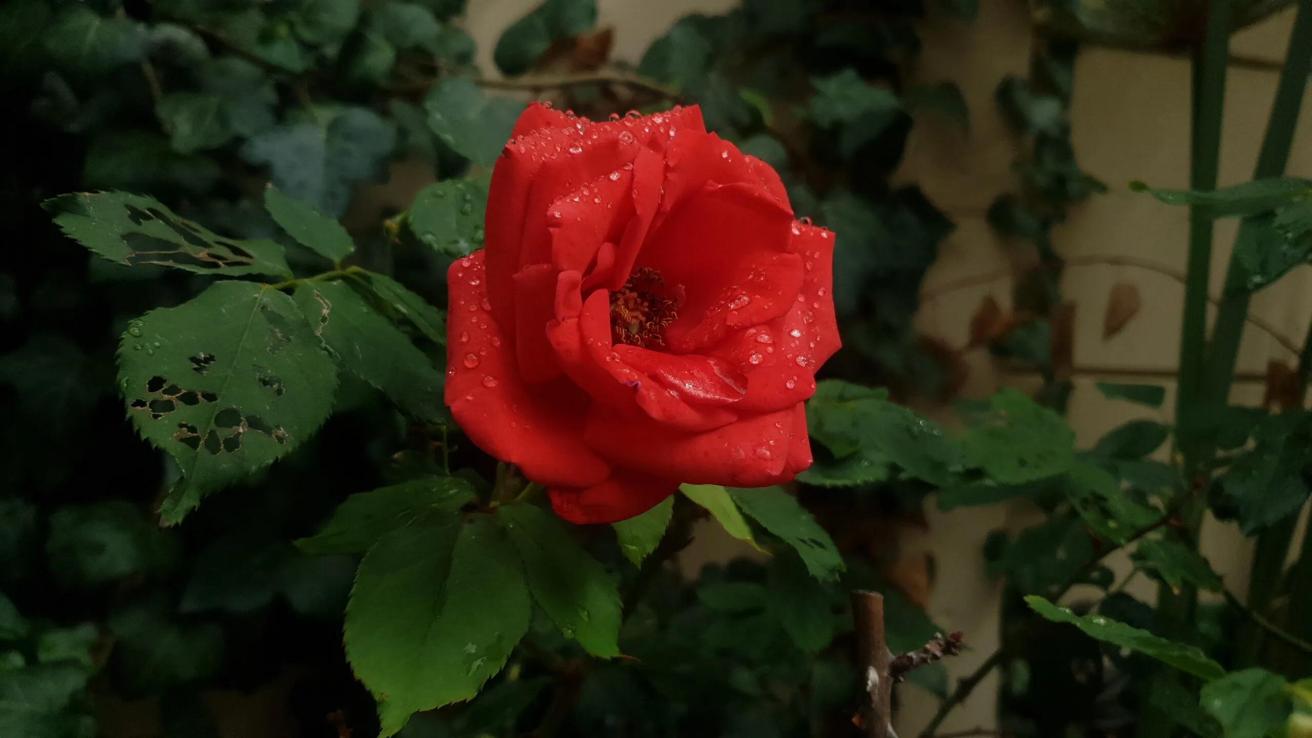 Love is Red