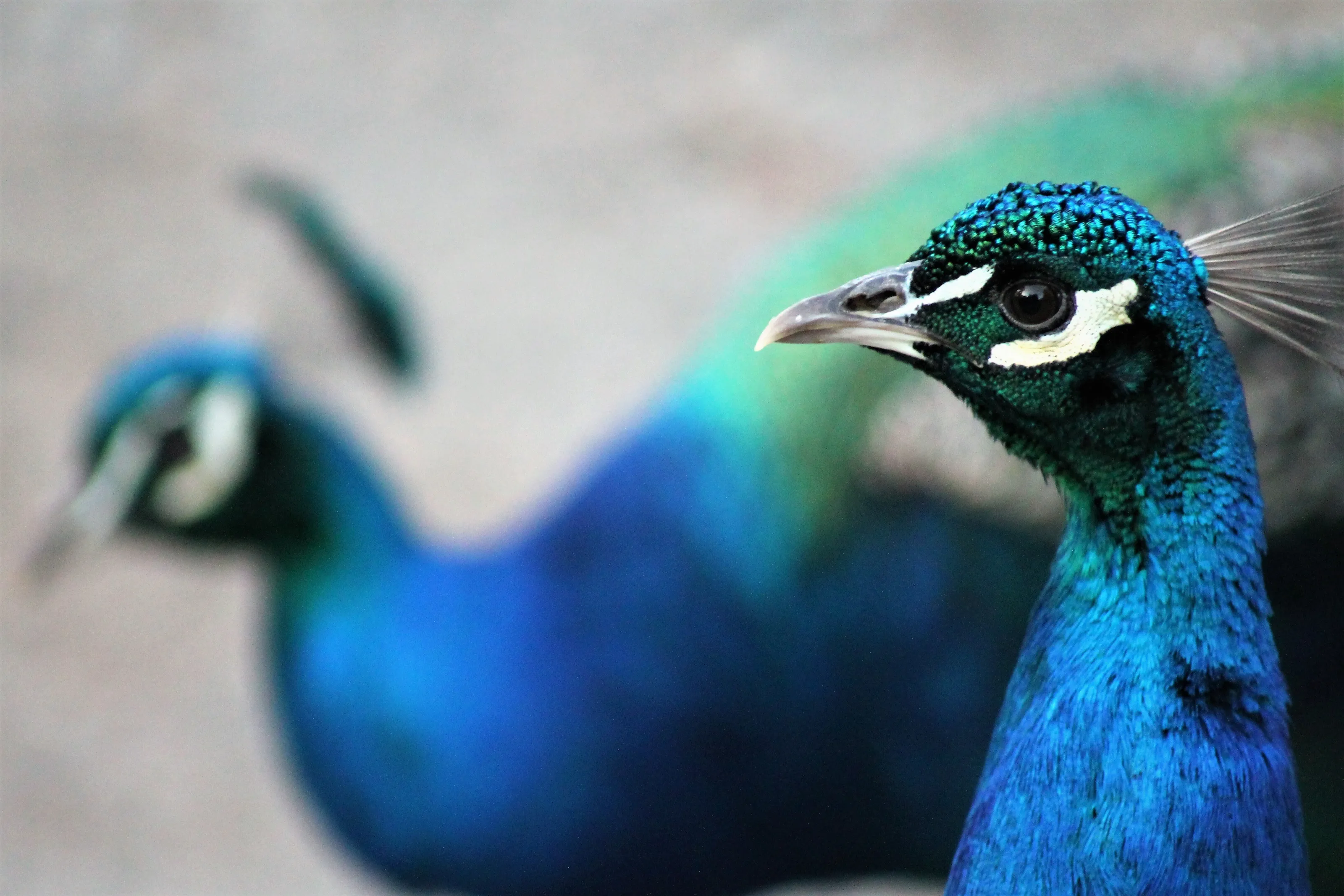 Peacocks