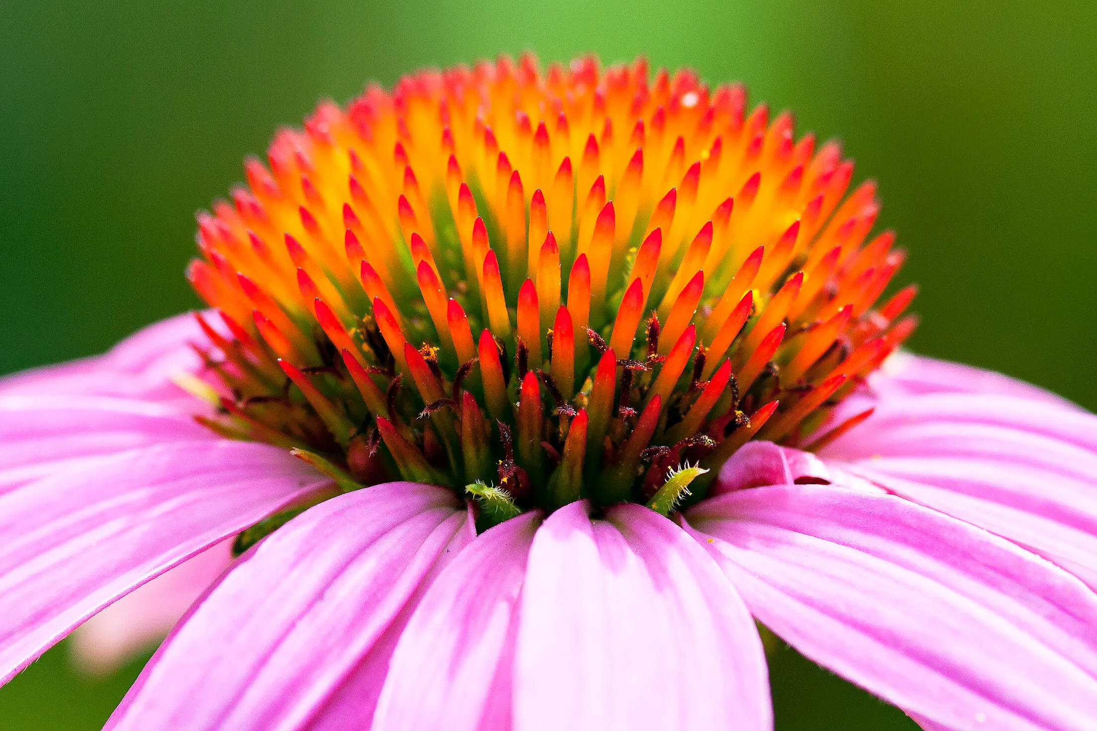 Close crop of a purple coneflower
