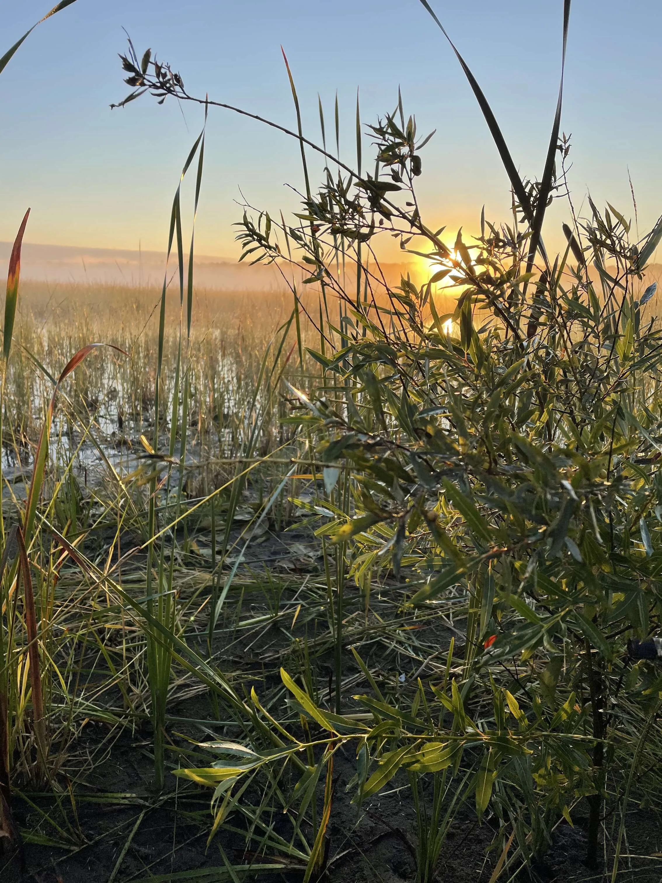Wild Rice Sunrise