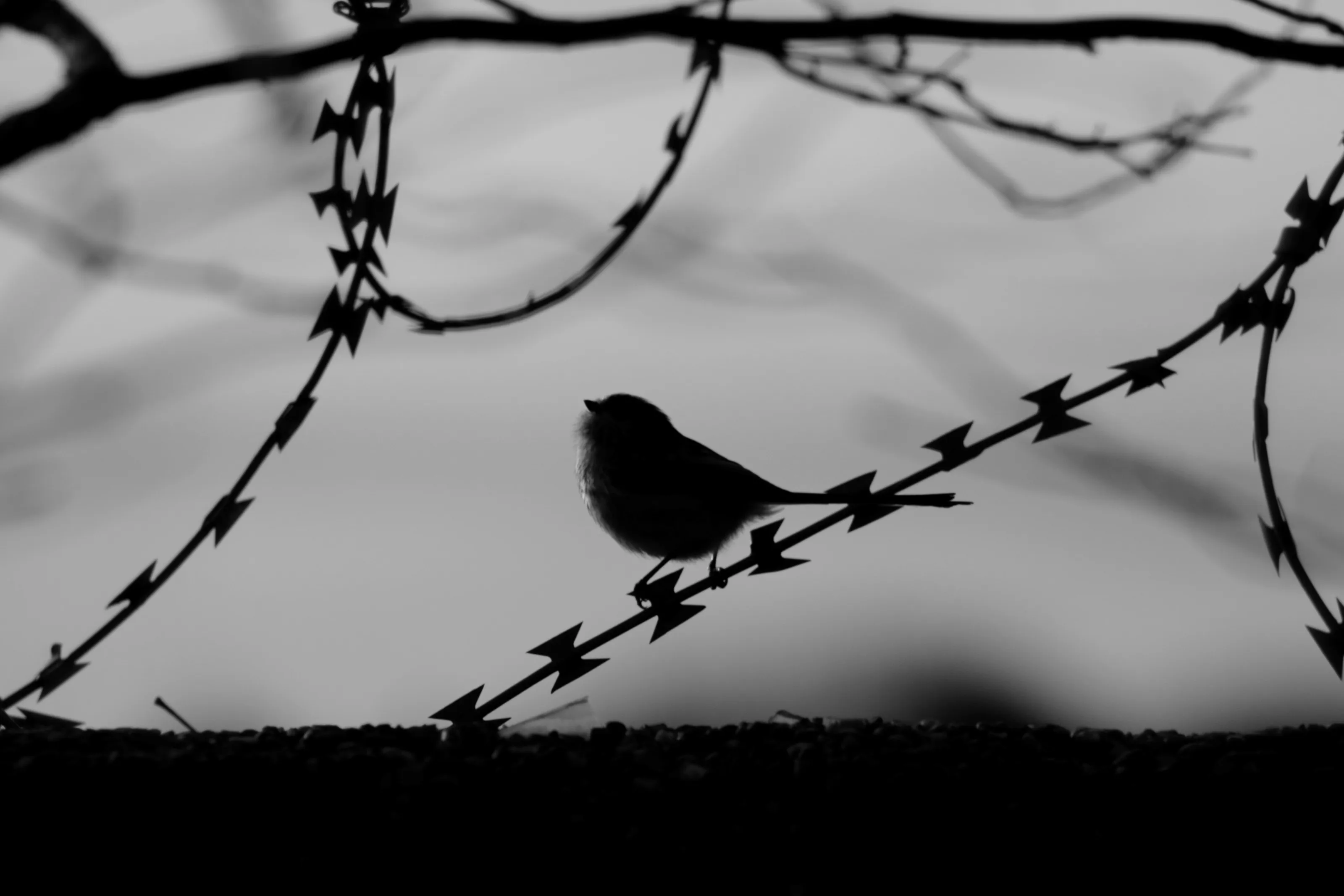 A bird on a barbed wire