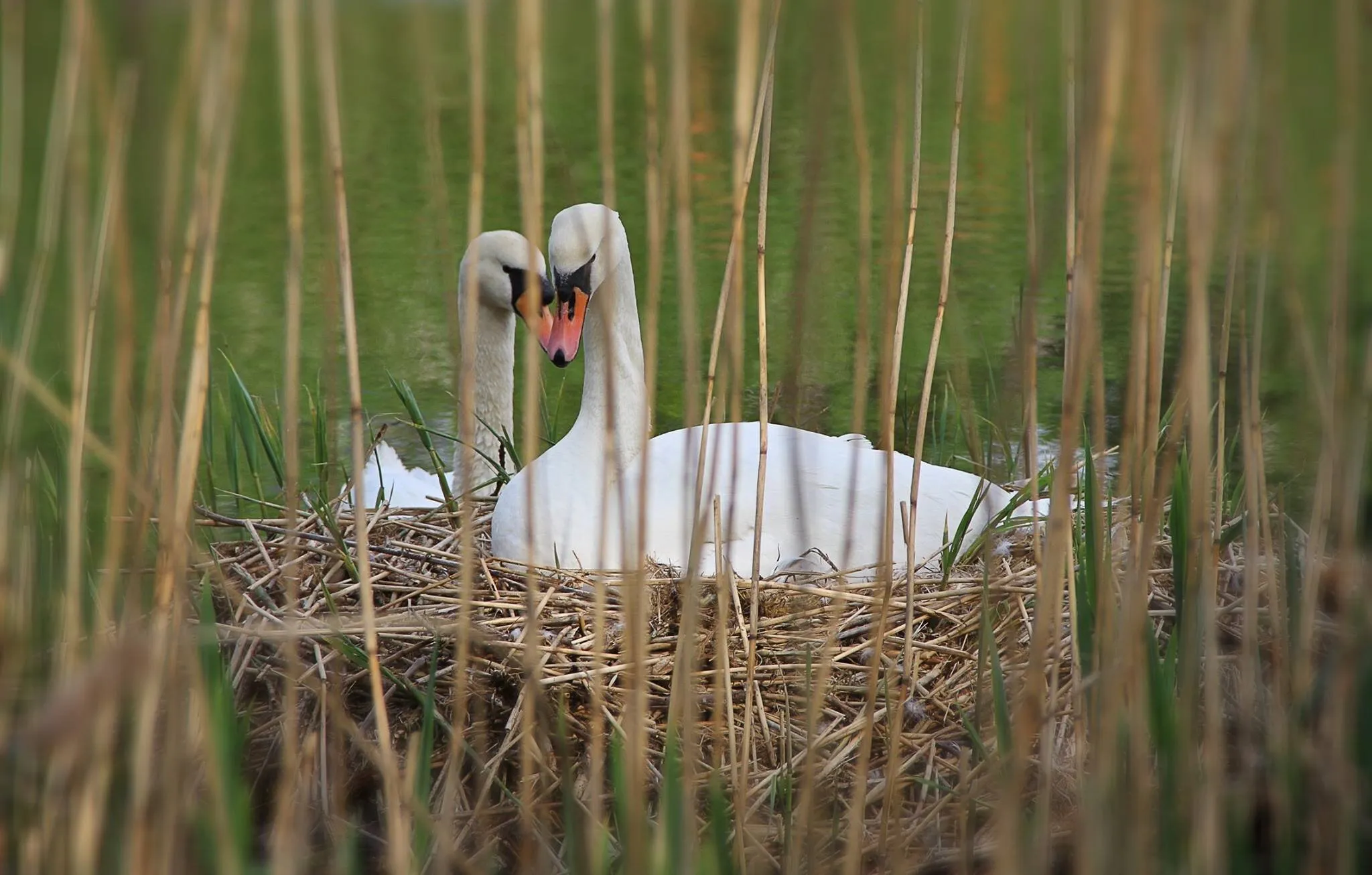 Swans on nest