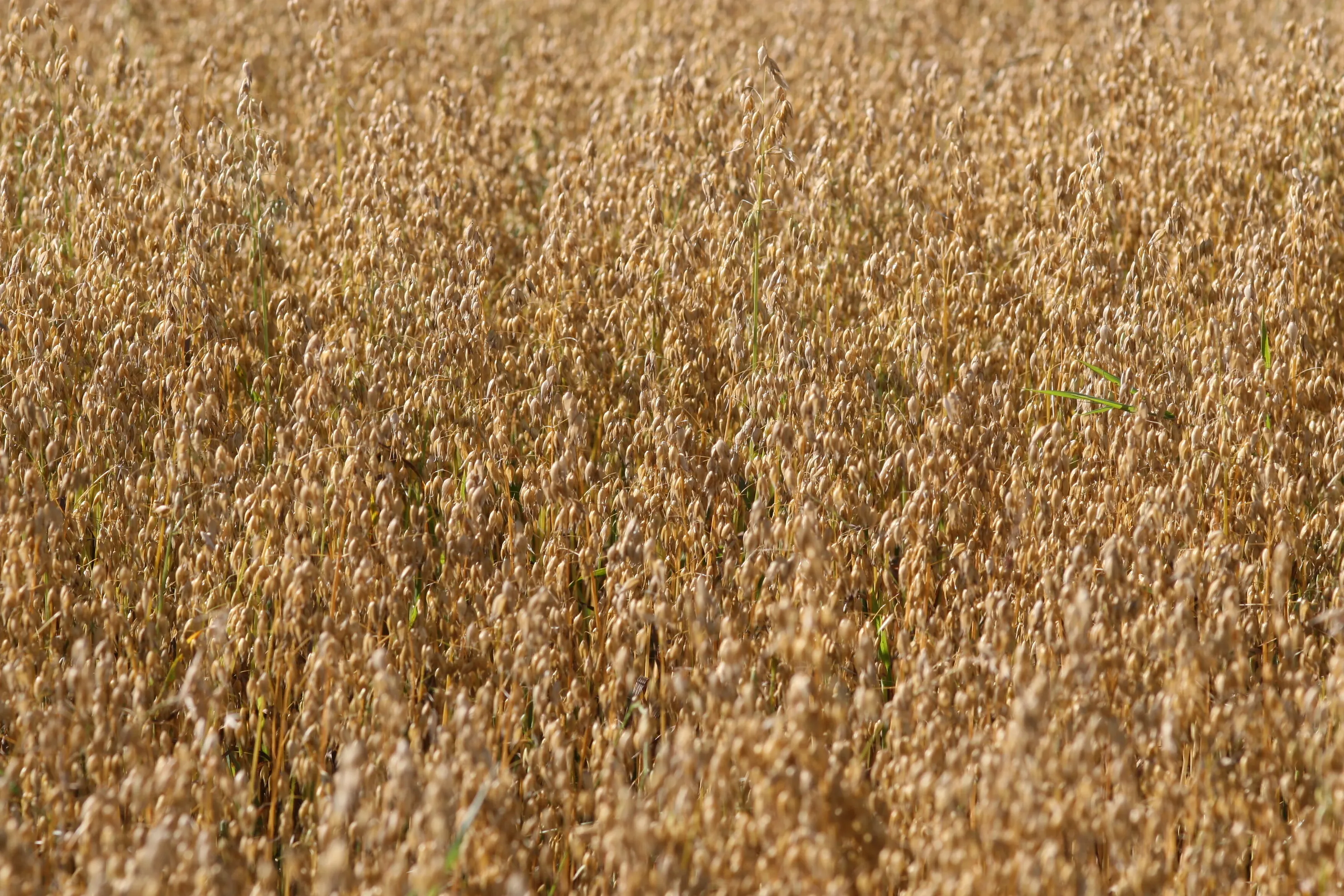 A golden field