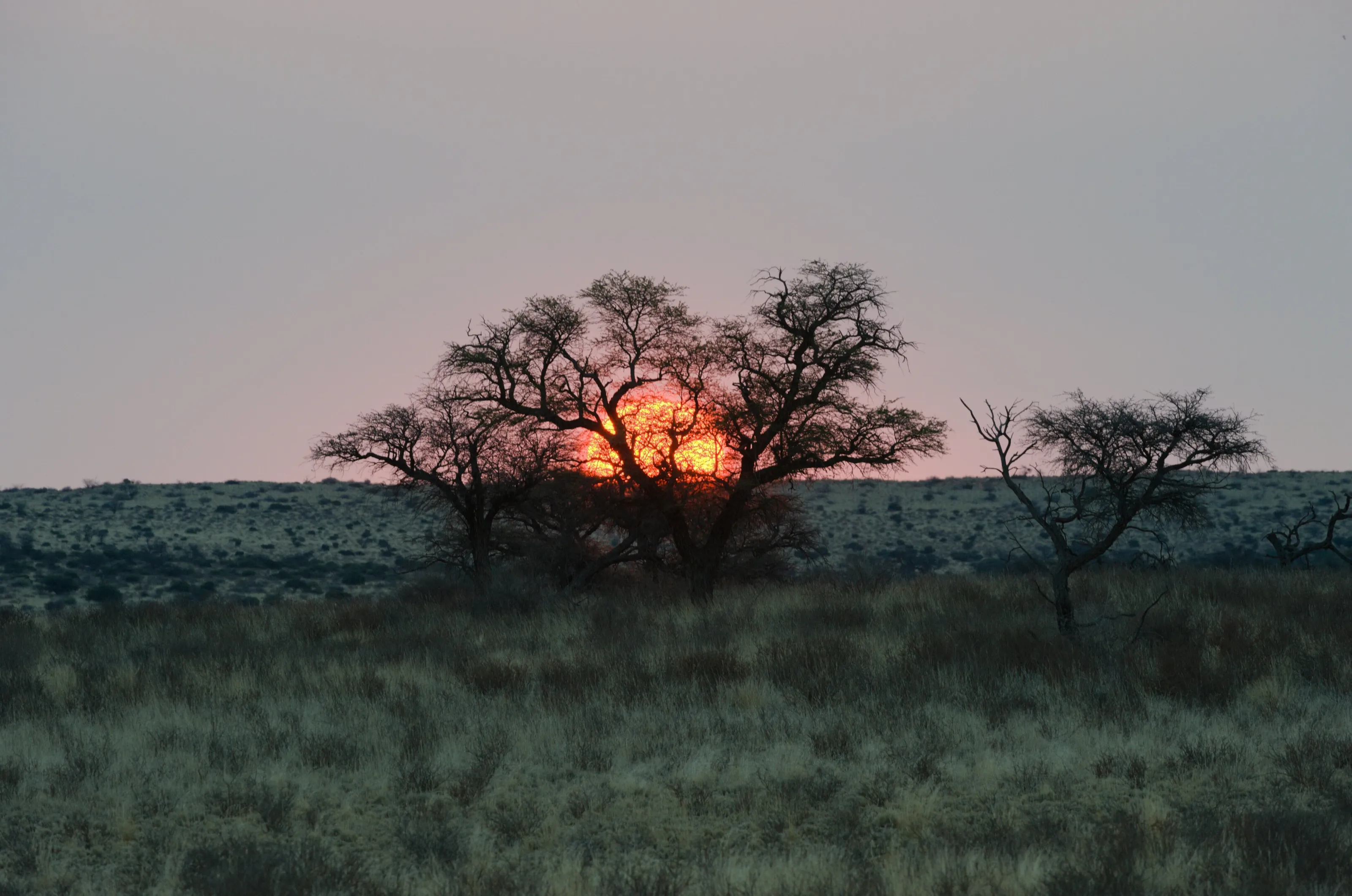 Sunset over the Bushveld in the Kruger National Park