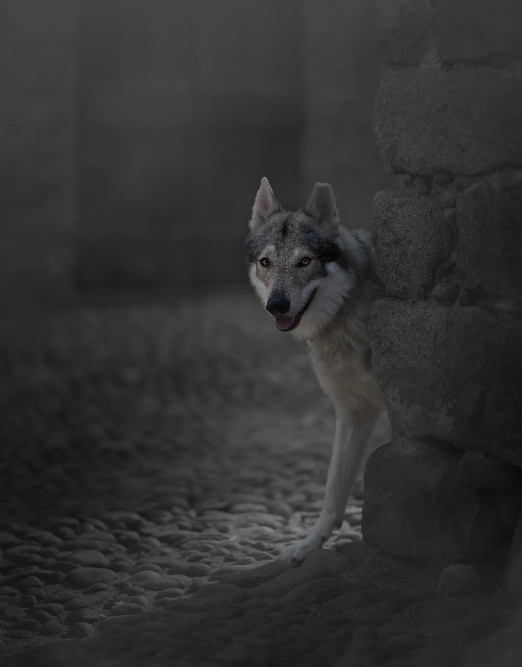 Banner image