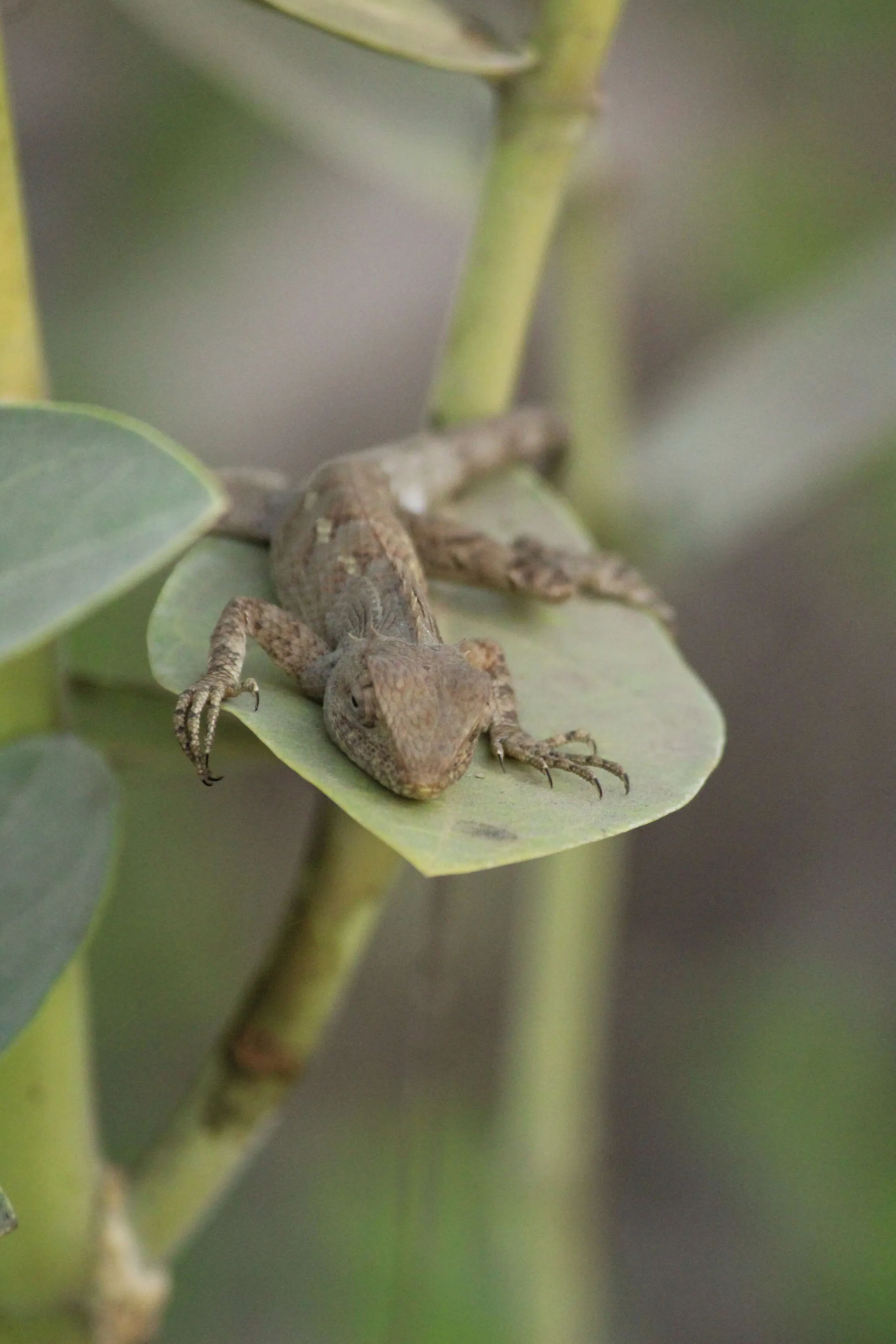 Chameleon sleeping on the leaf