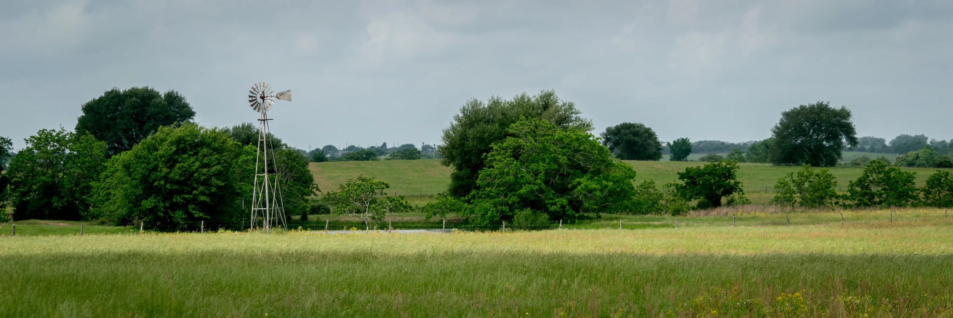 Hilly Pasture Scene