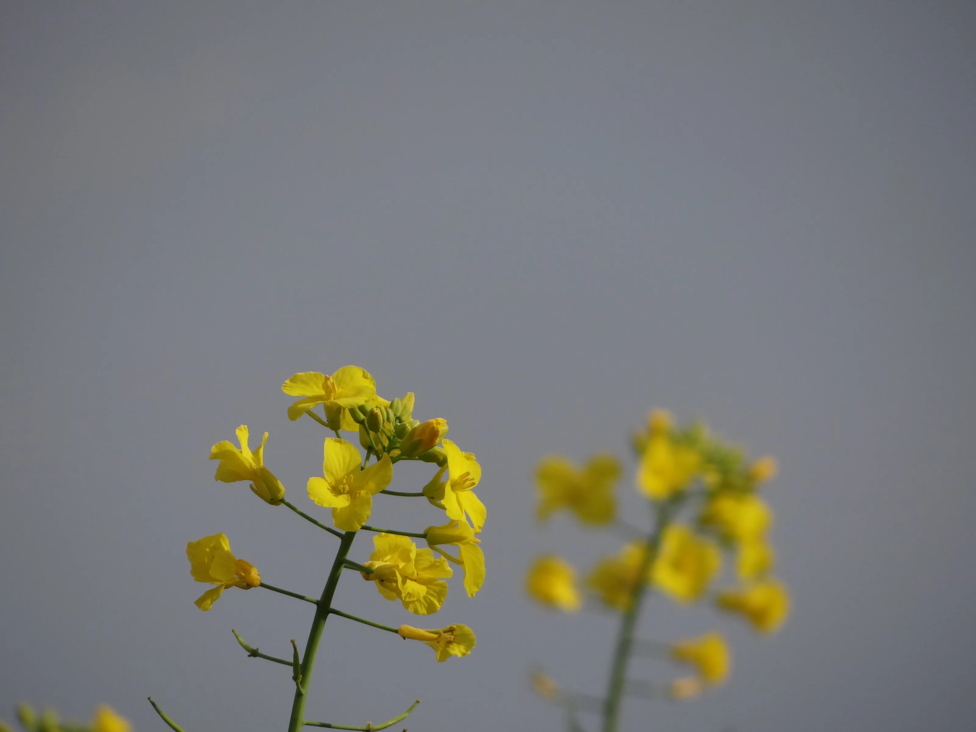 Canola Close-up