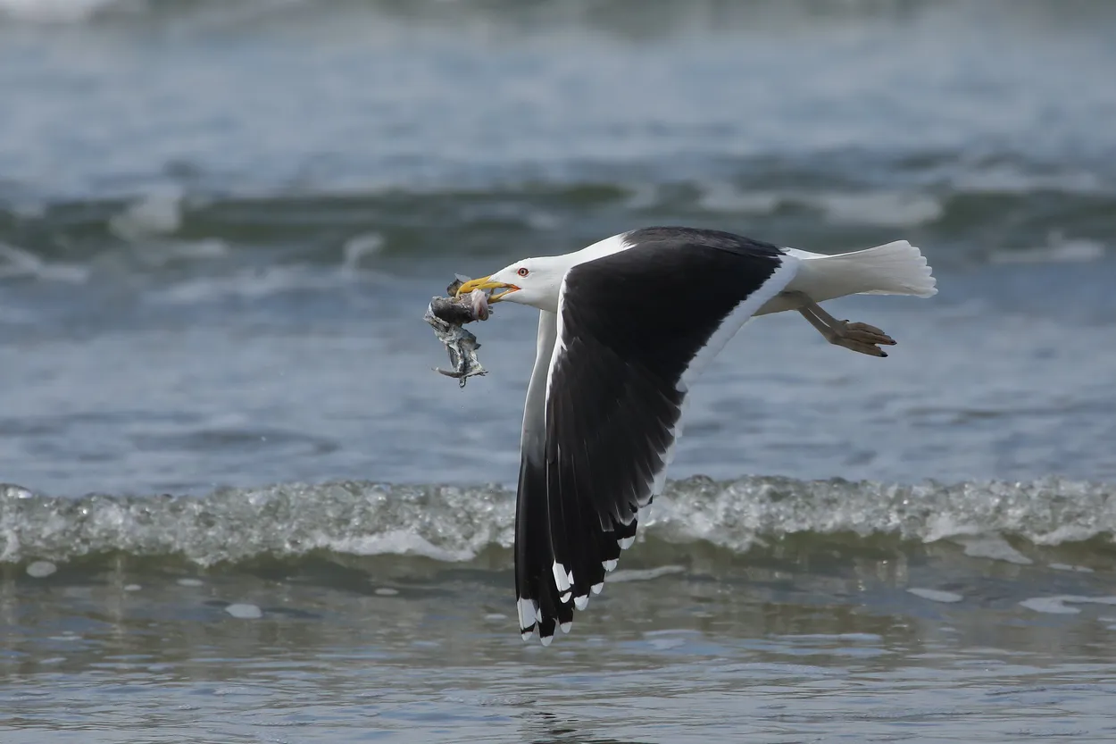 Entry 14947876