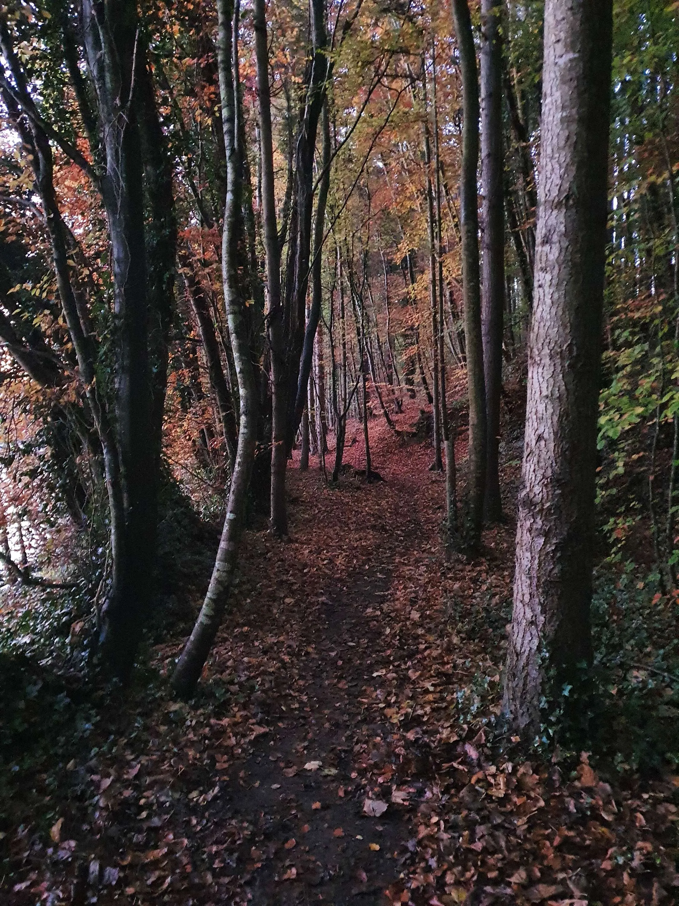 Twilight in the woods