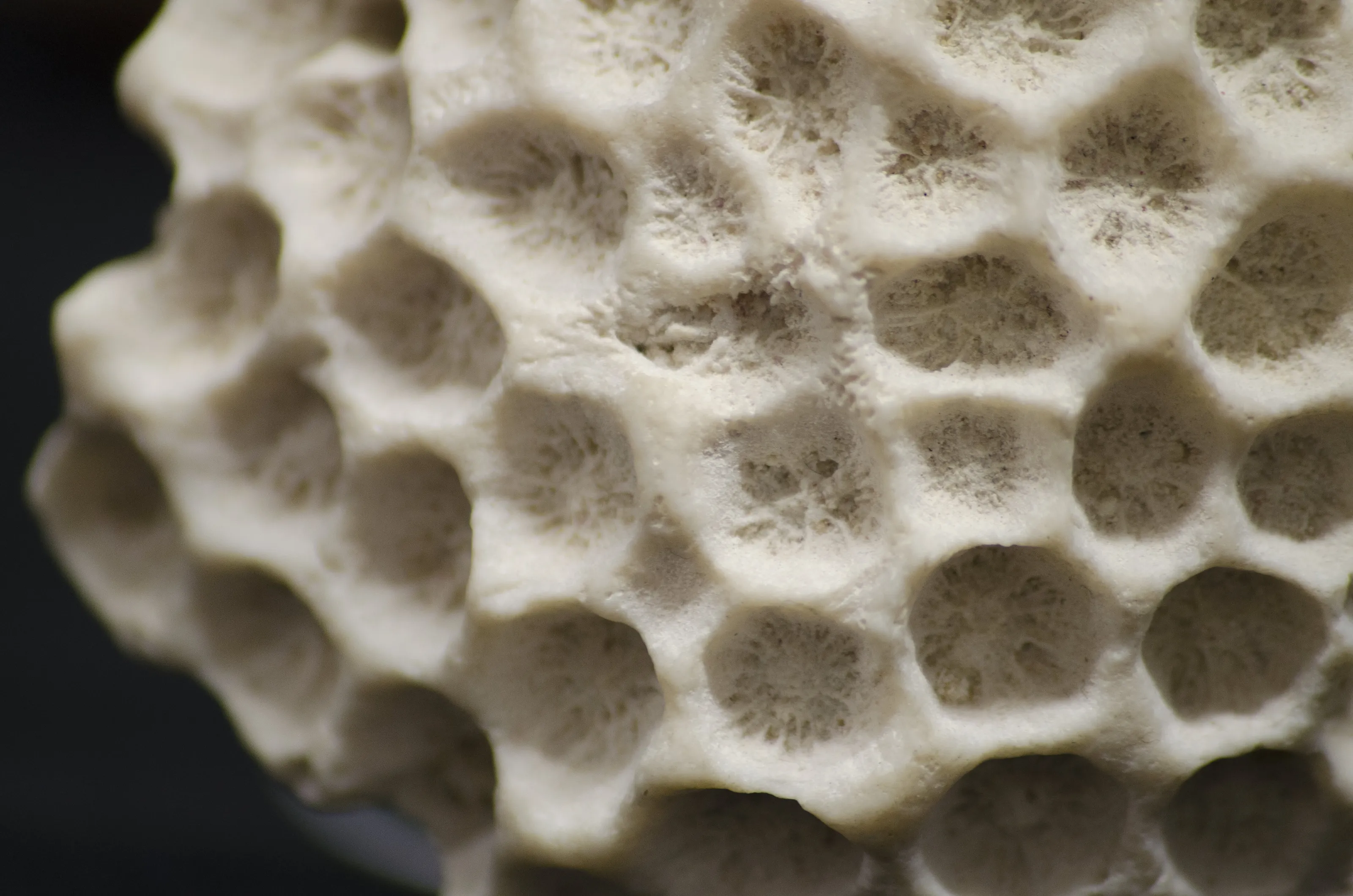 Coral