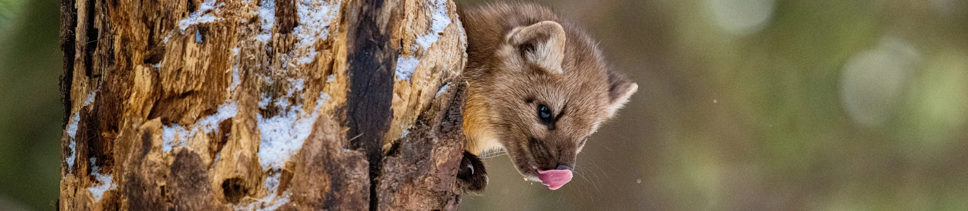 Pine martin tongue