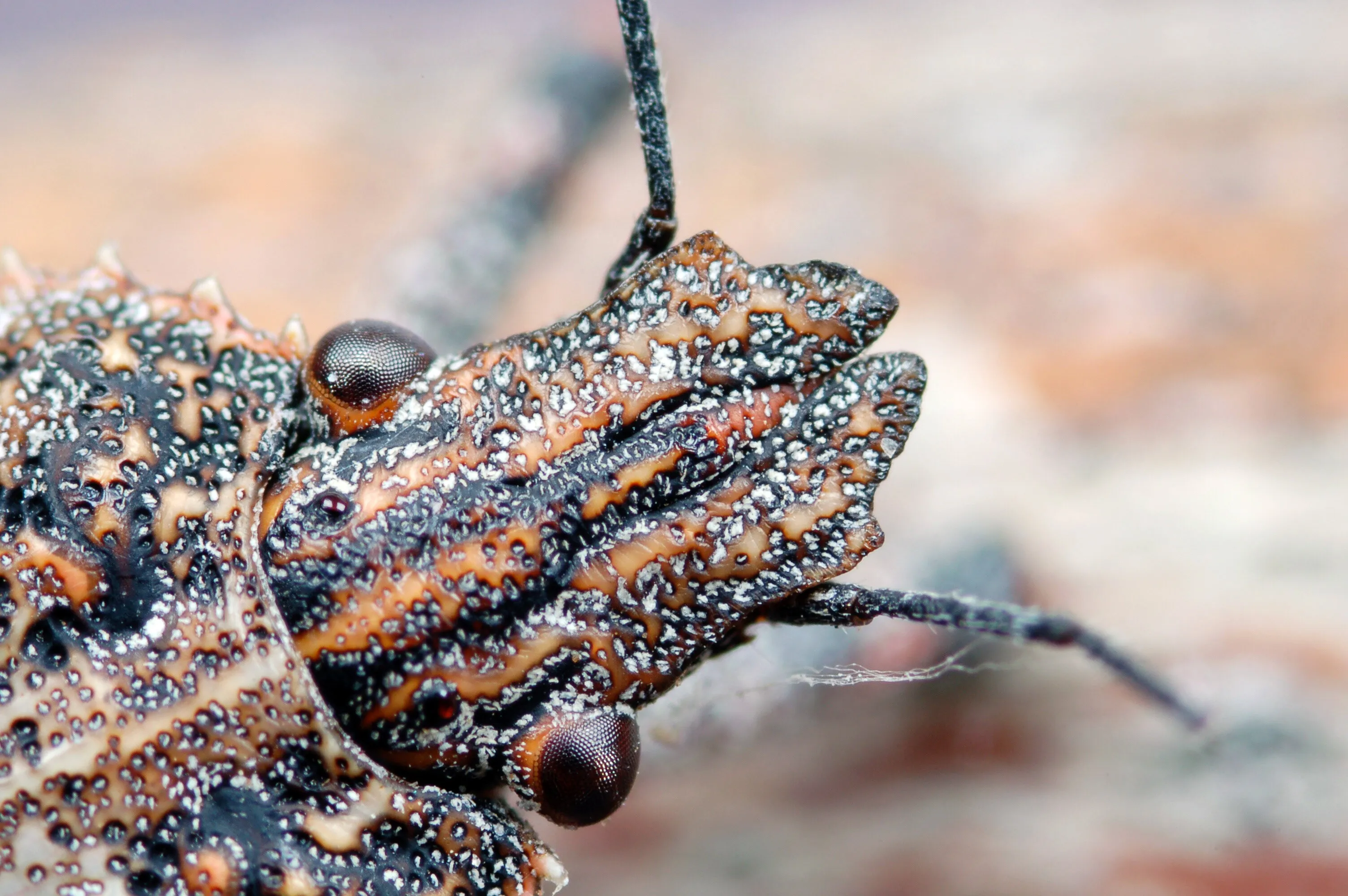 Stink Bug Eyes