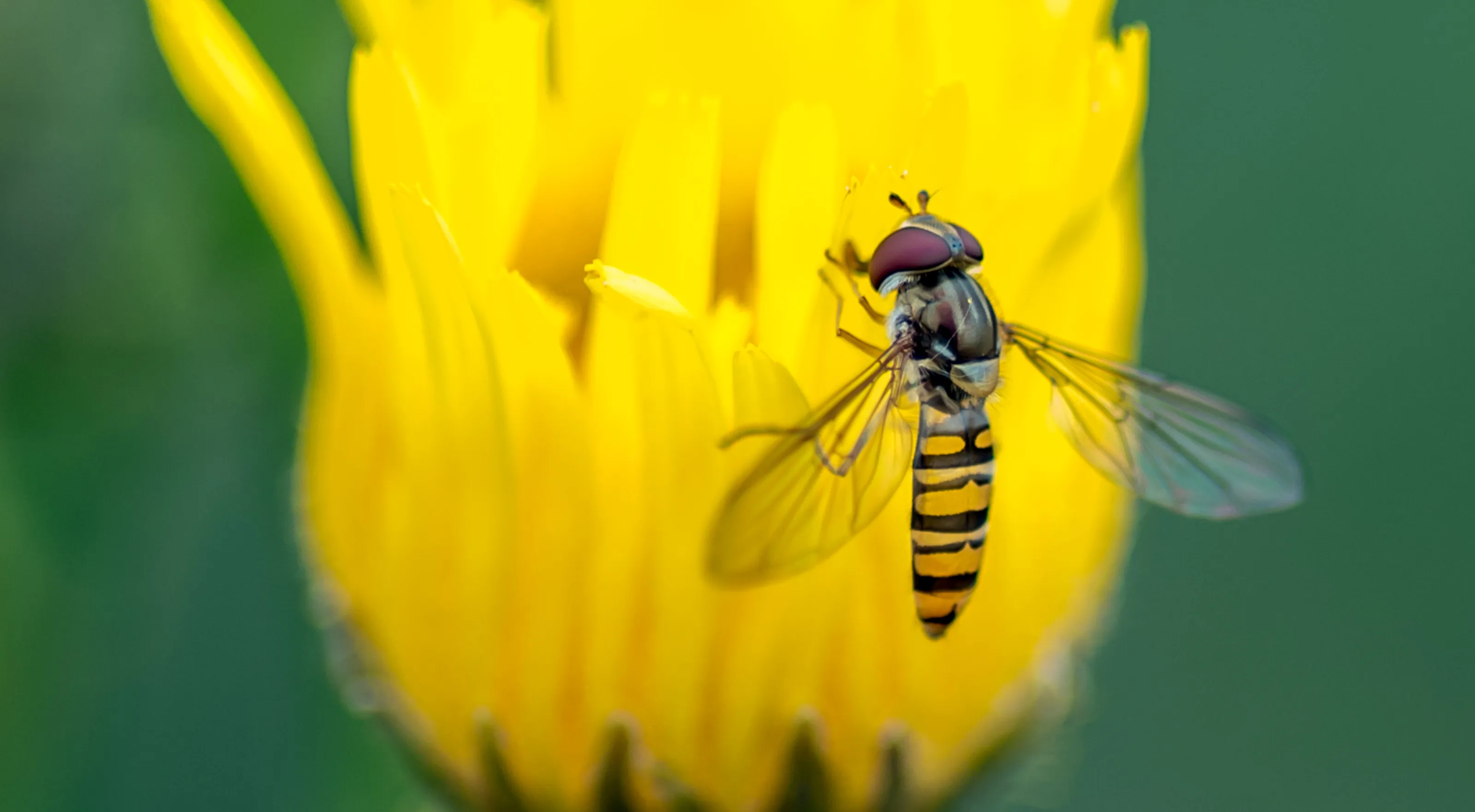 Hover fly