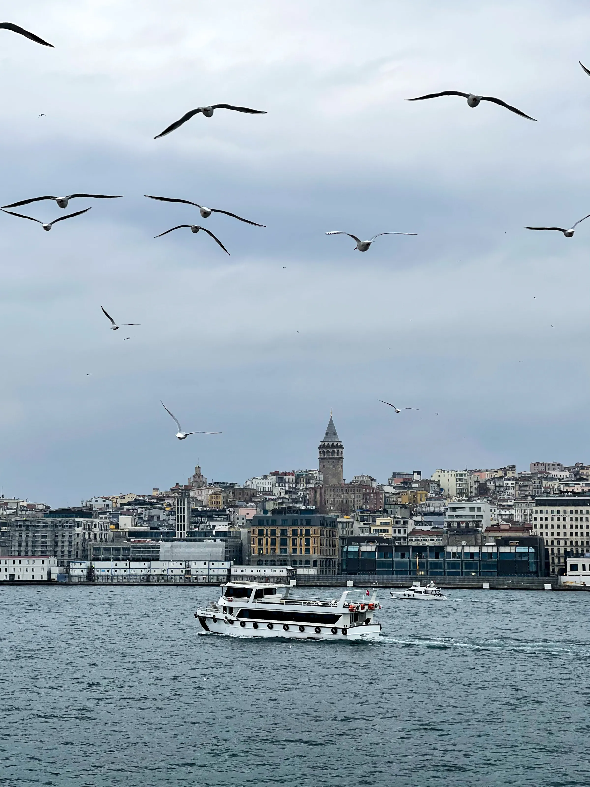 Galata Martıları