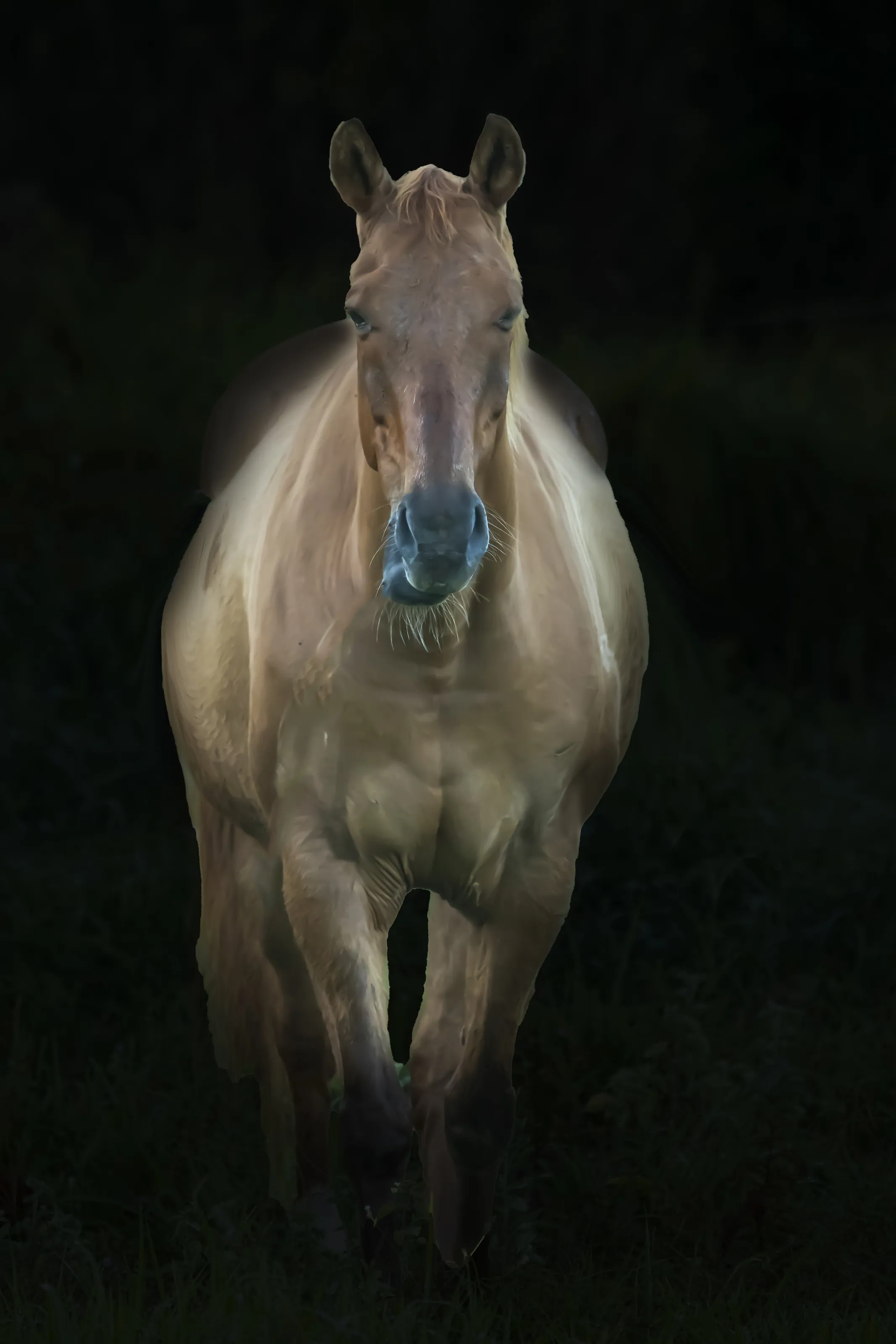 Jibaron