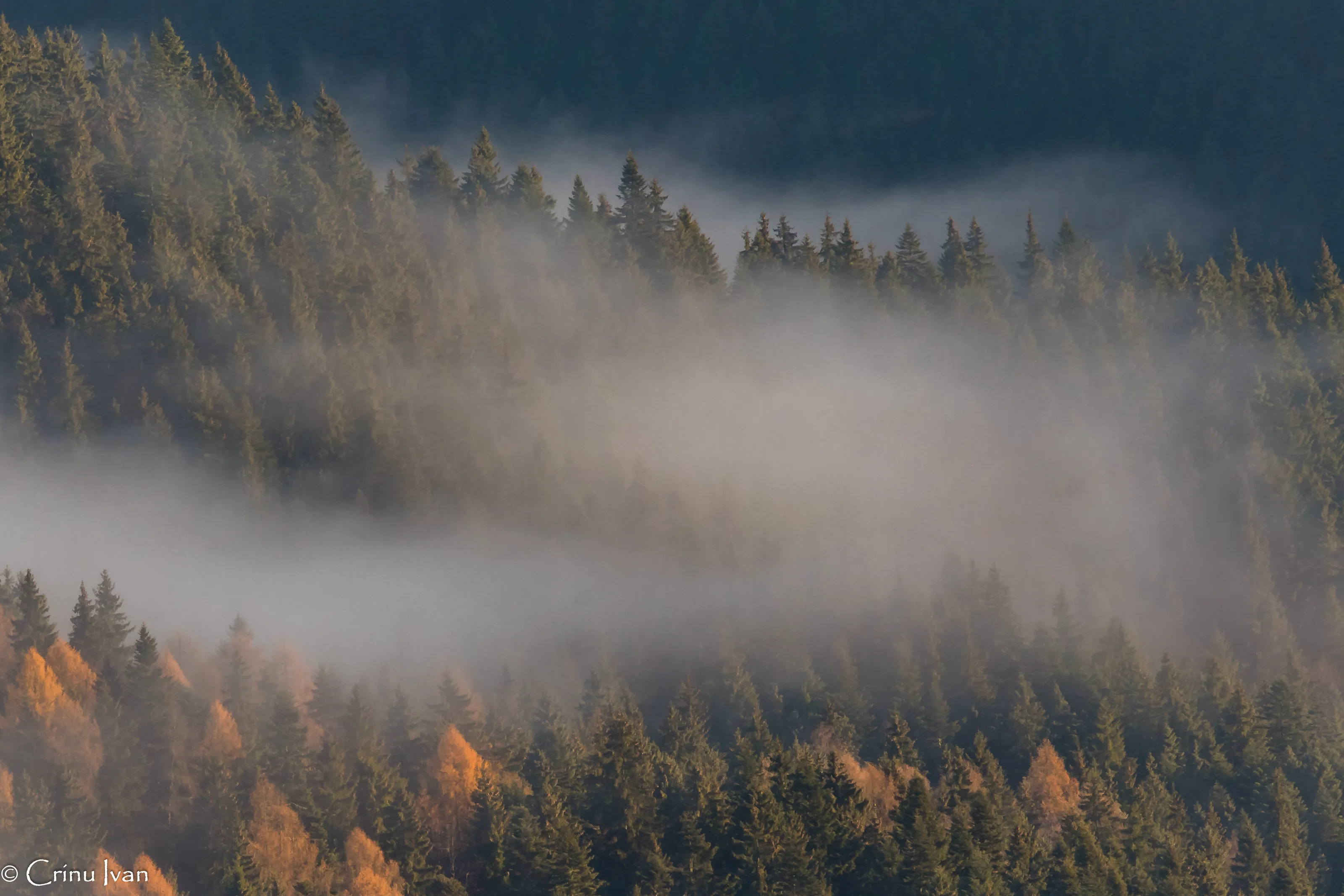 Misty morning