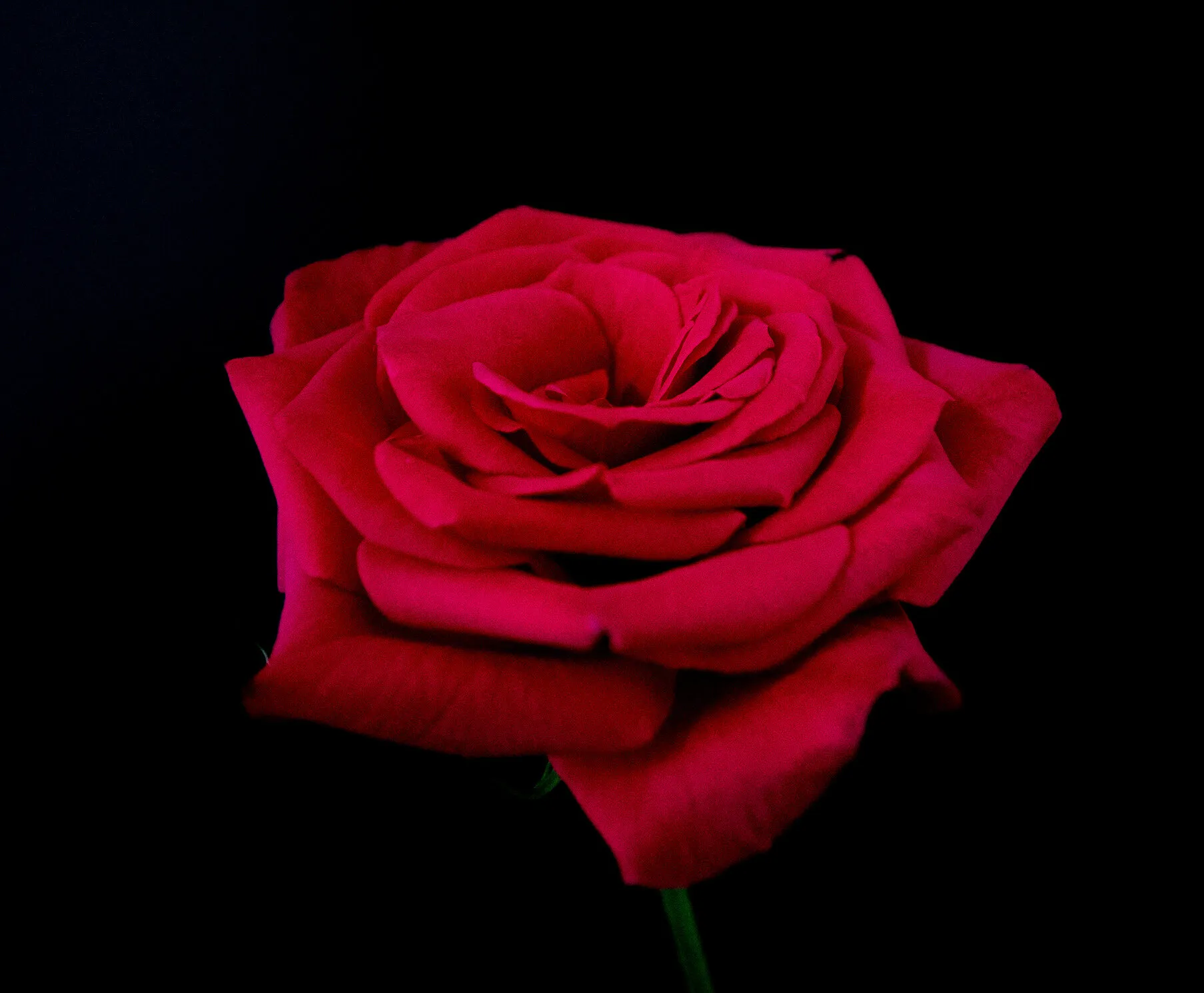 Single Red Rose