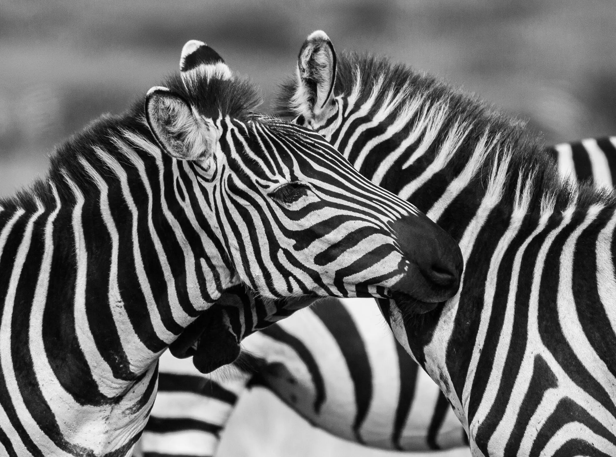 Crossed stripes