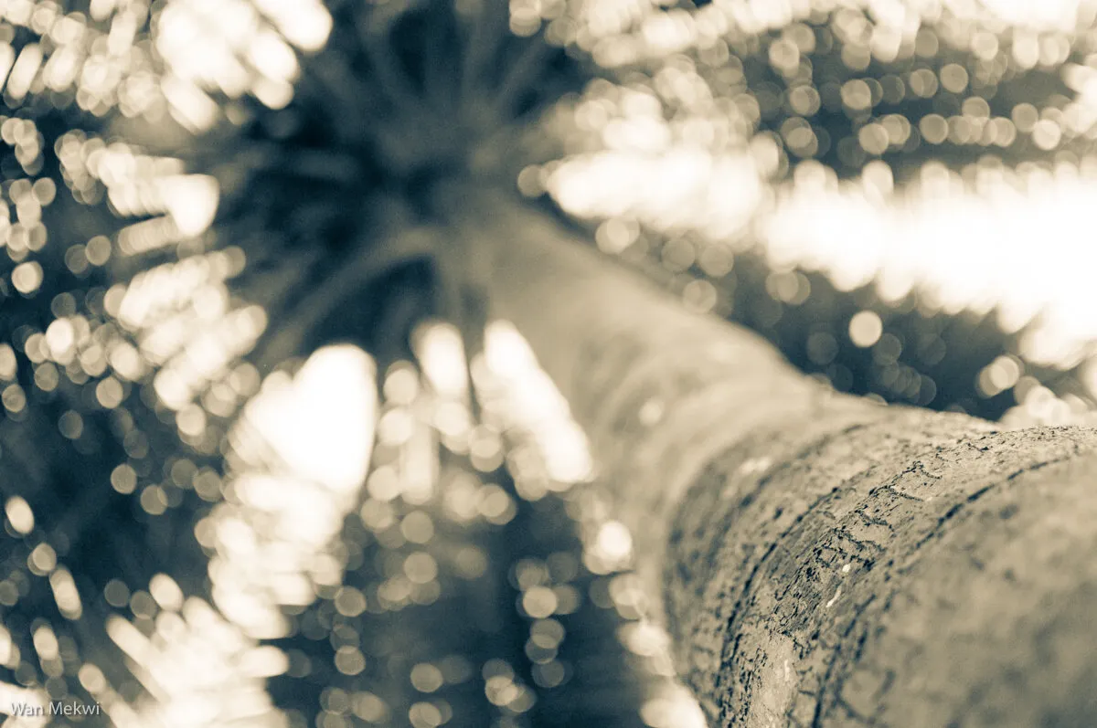 Coconut tree
