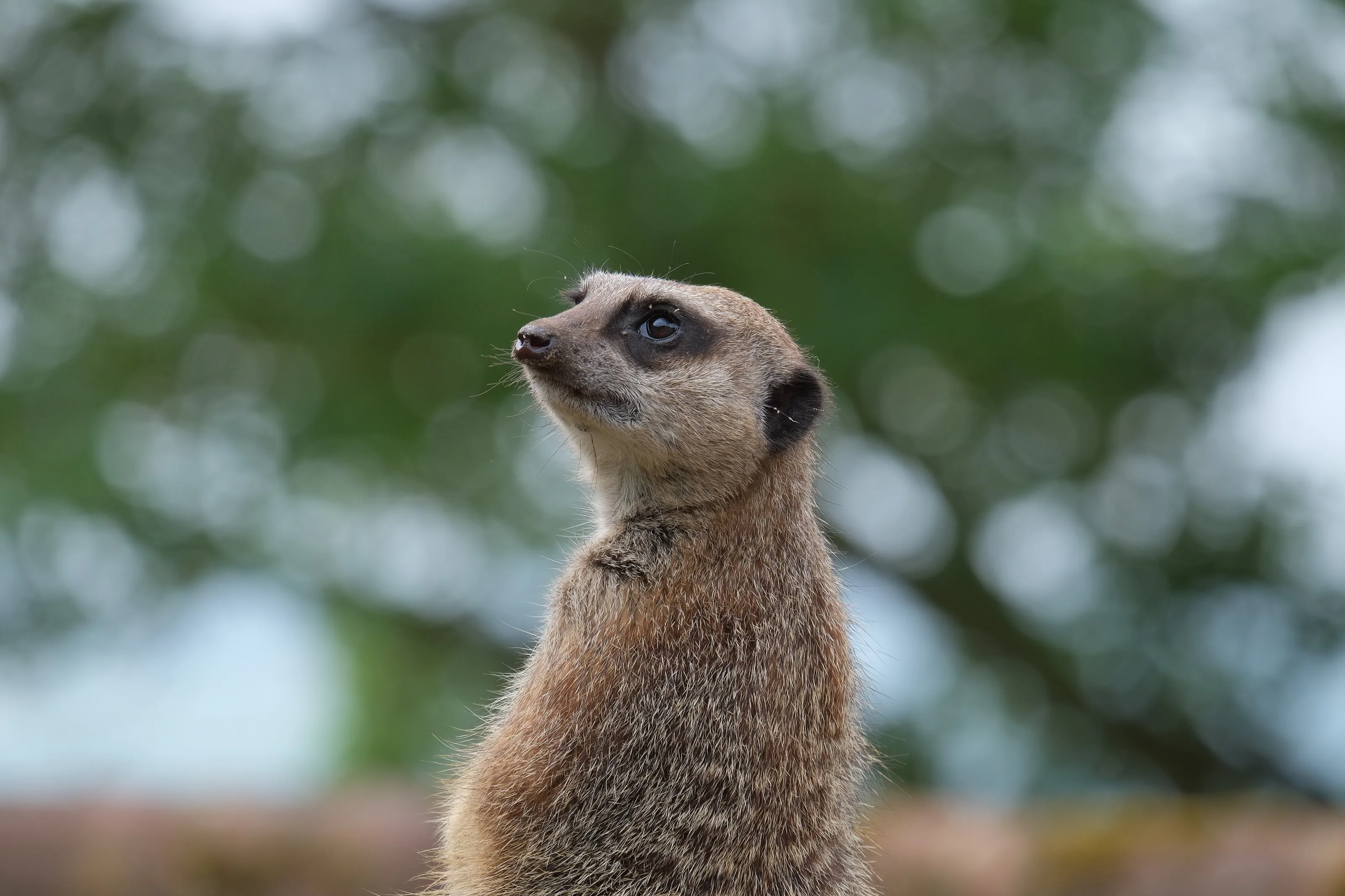 Curious Meerkat