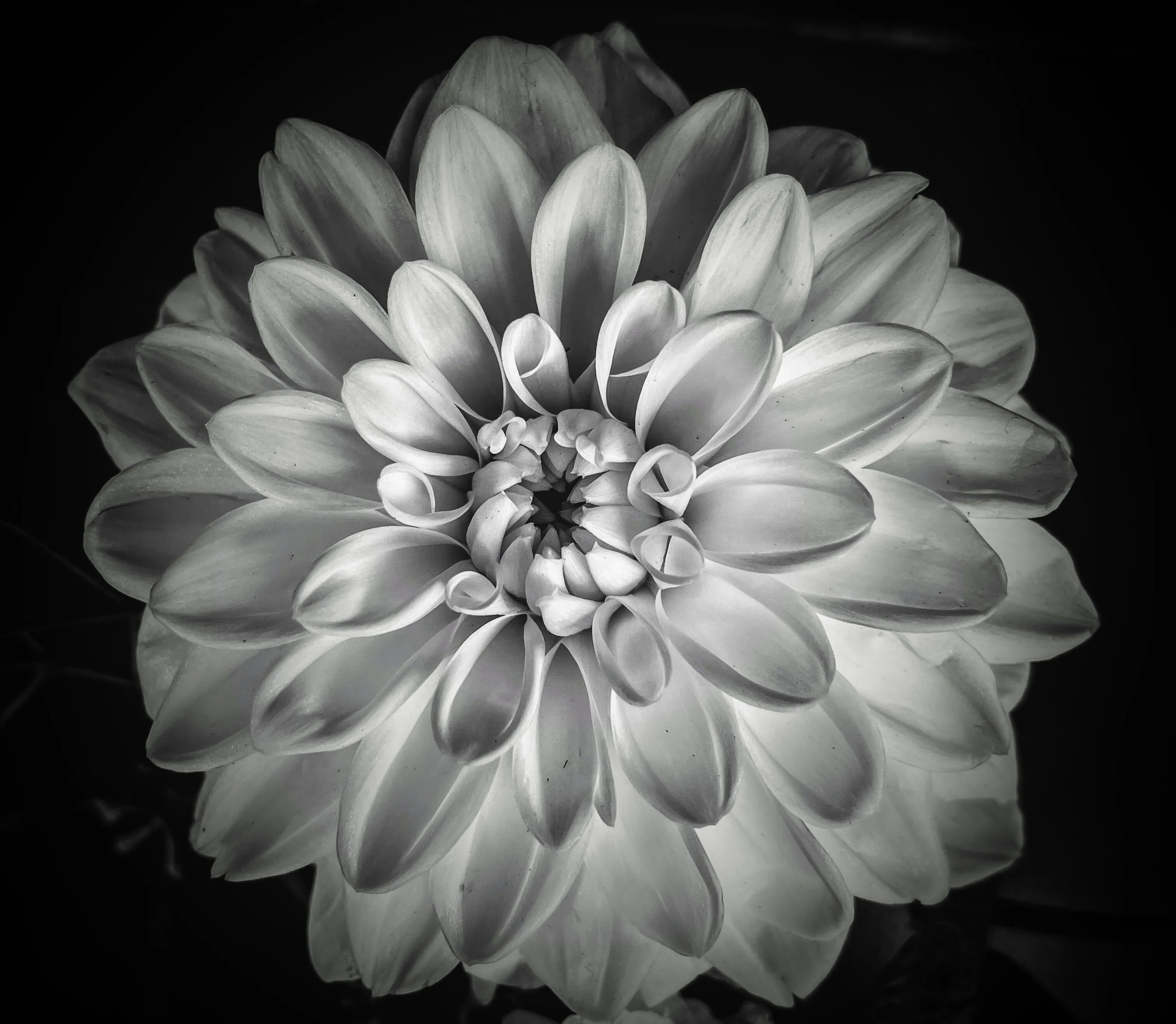 Eye of the flower
