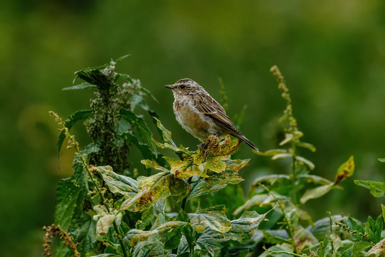 Entry 11221104