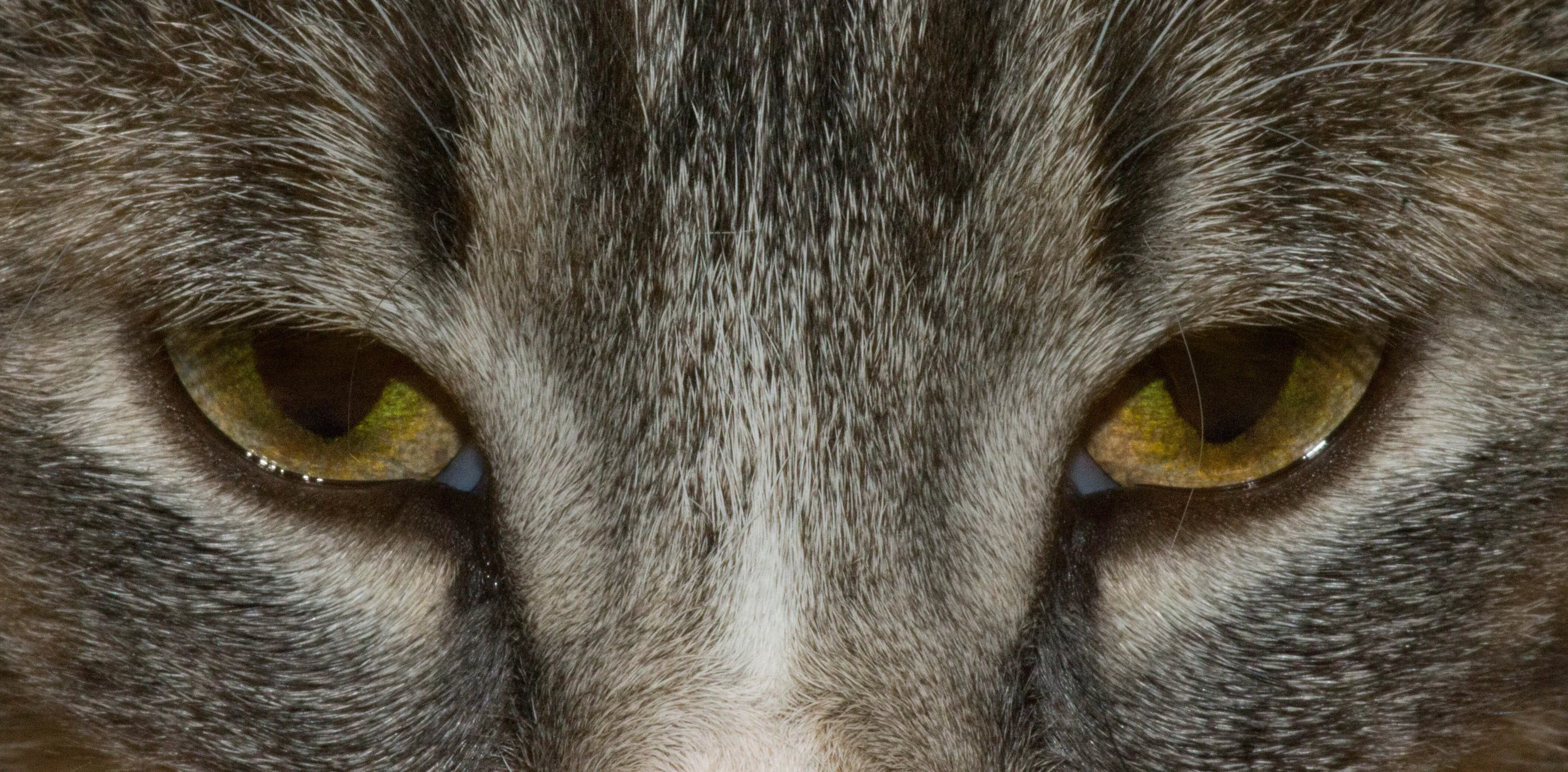 Prowl