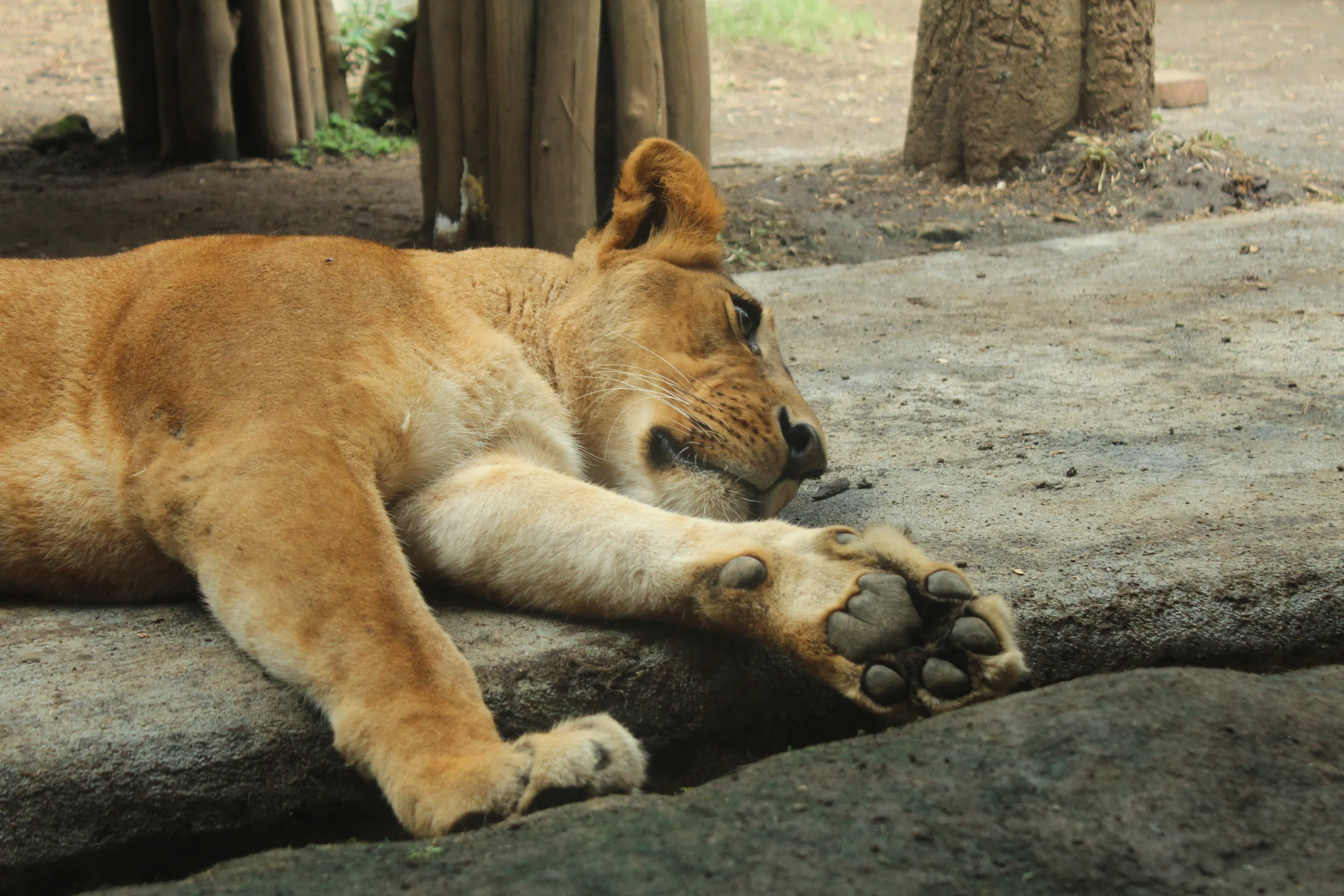 lion