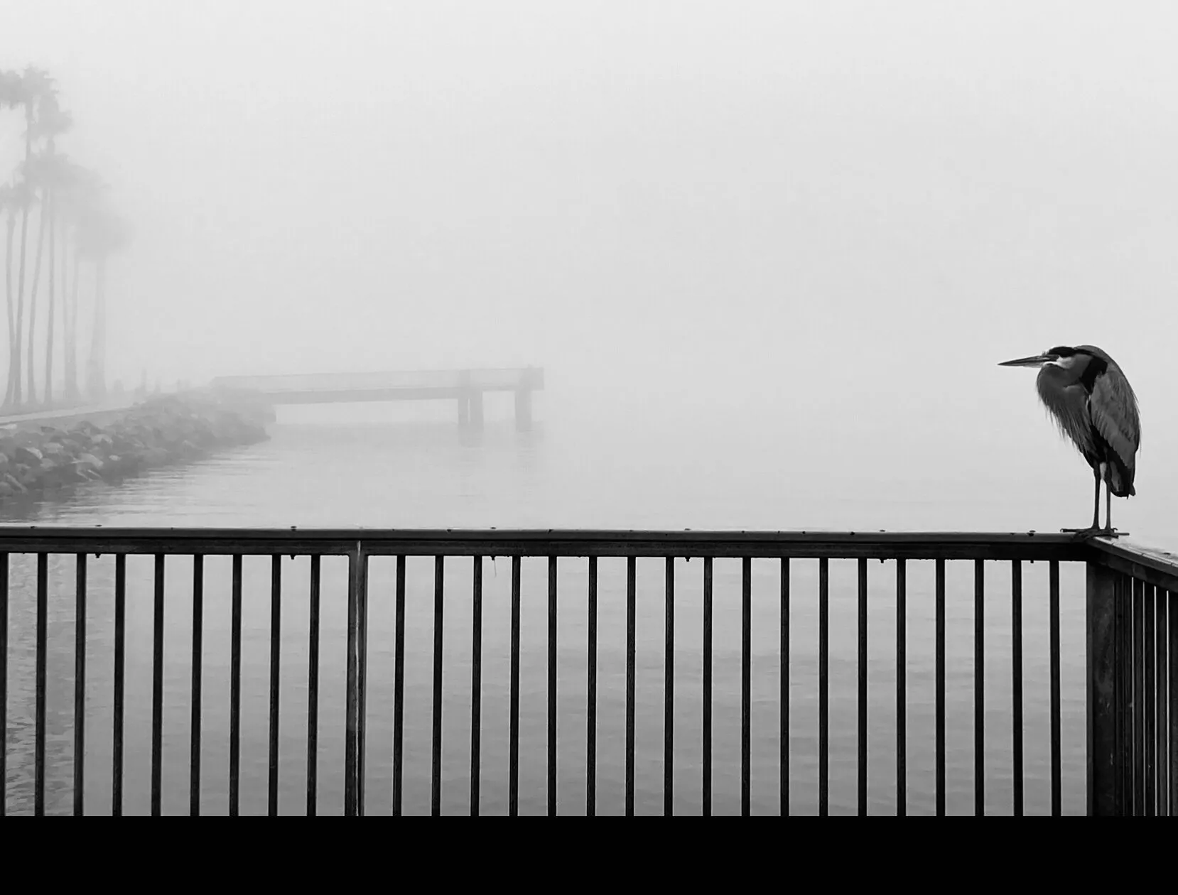 Ghost Grey Egret