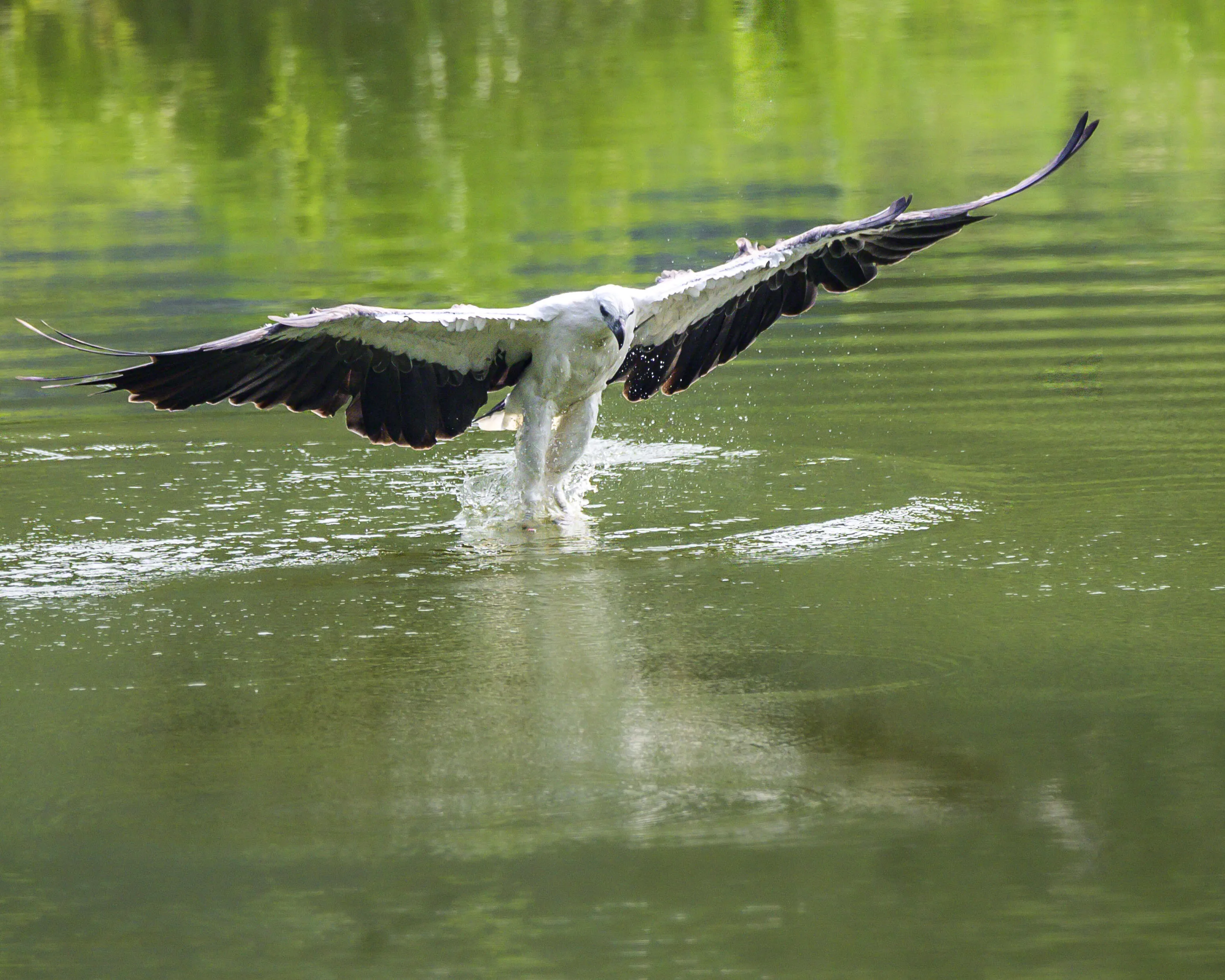 Hunting