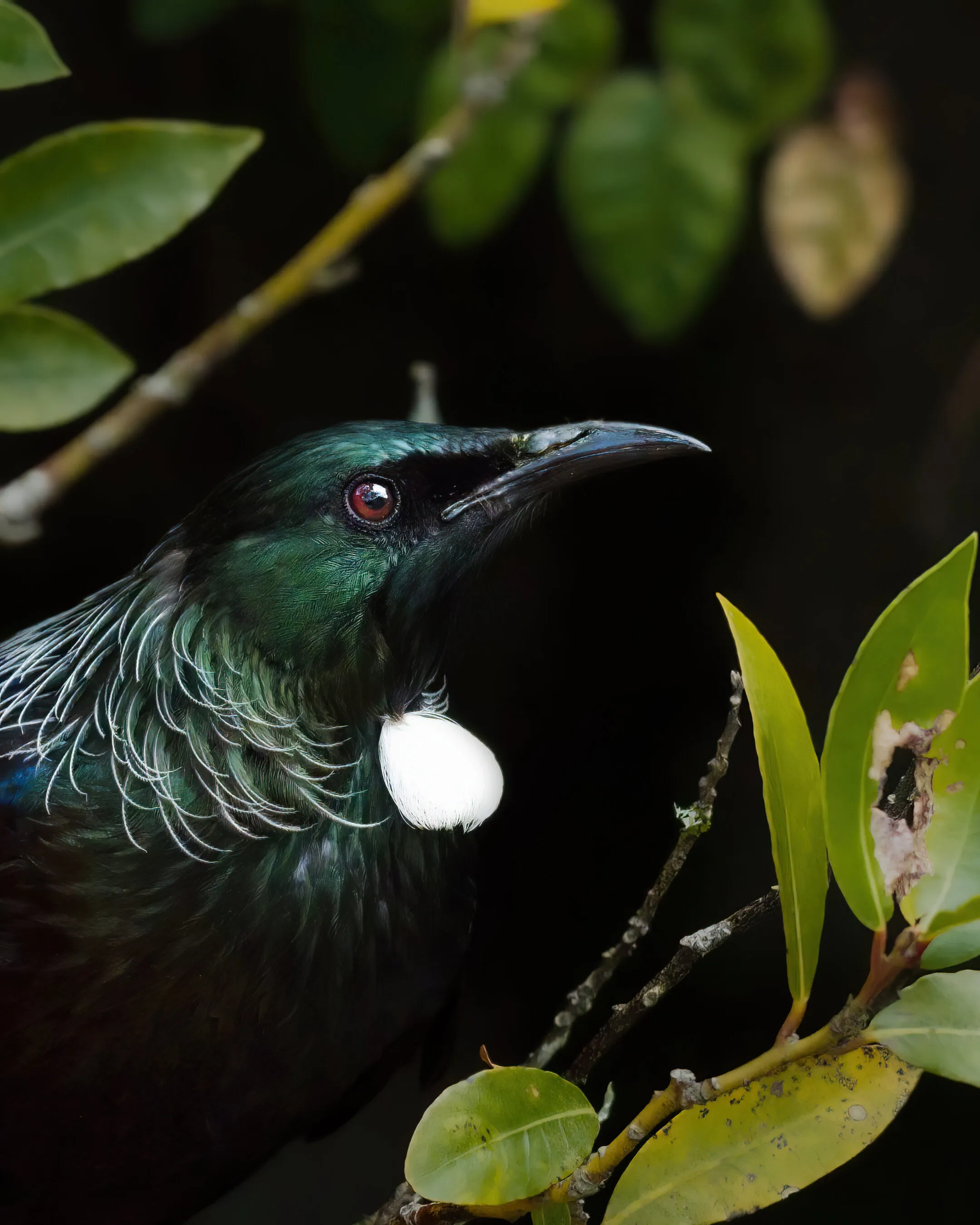 Tūī